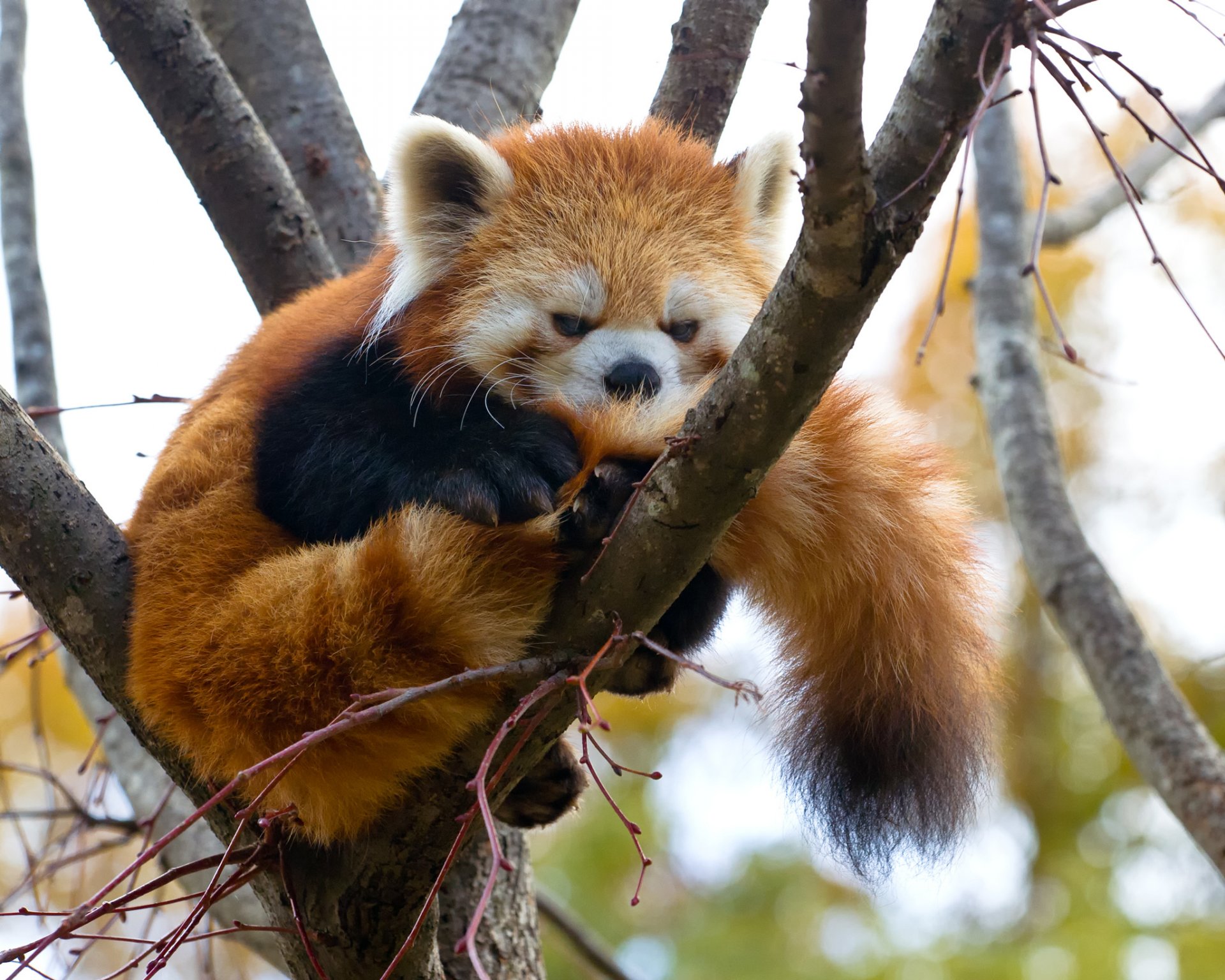 panda rosso firefox piccolo panda albero ramo