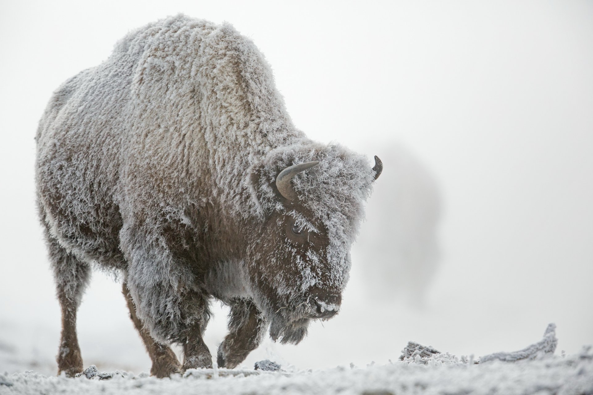 park narodowy yellowstone zima śnieg mgła żubr szron