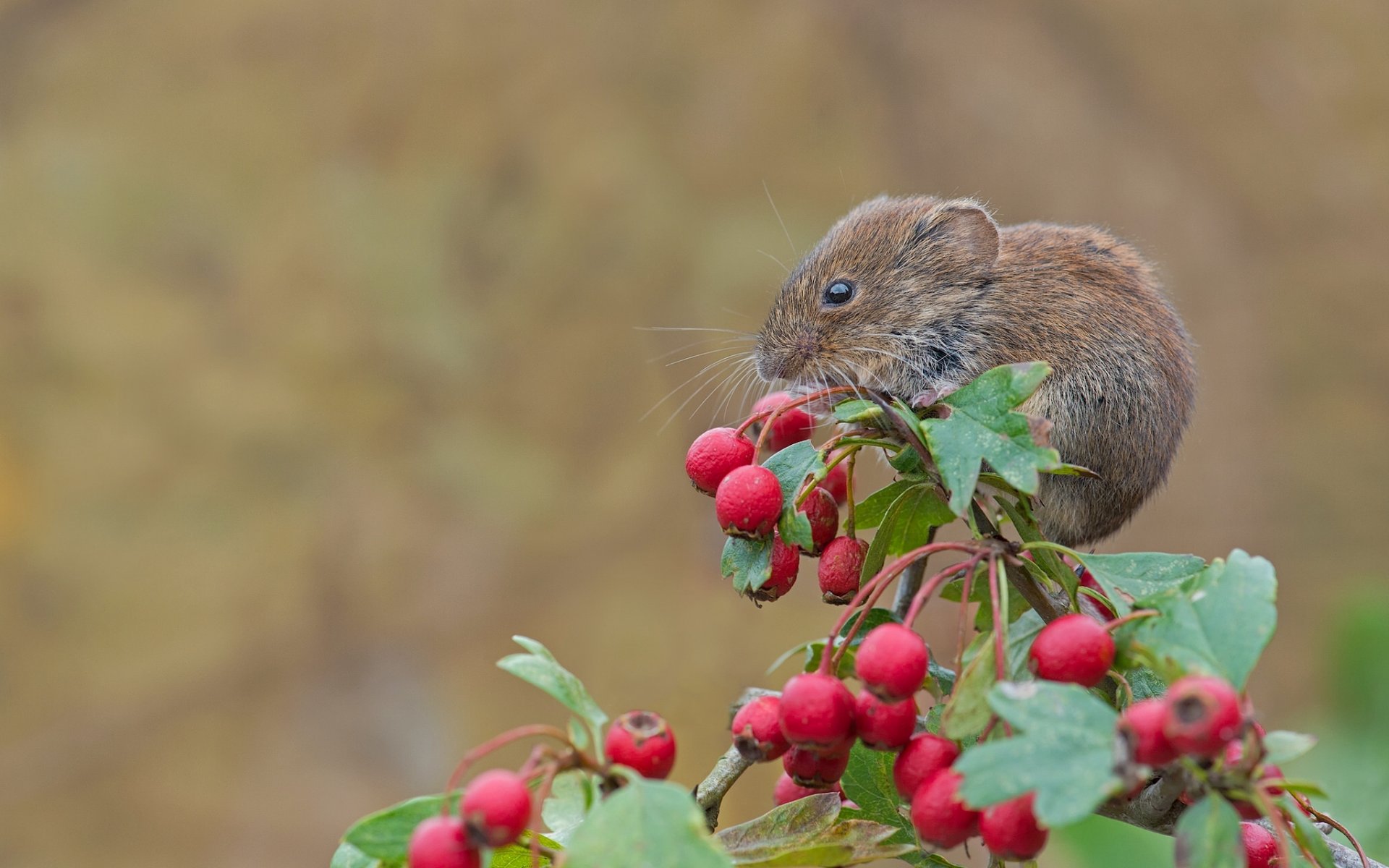 campagnol rouge souris rongeur baies aubépine branche gros plan