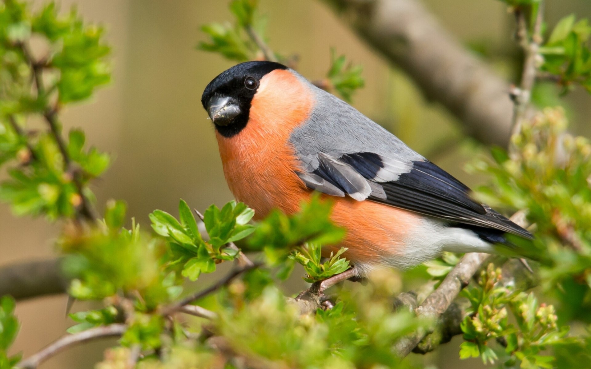 gimpel vogel äste