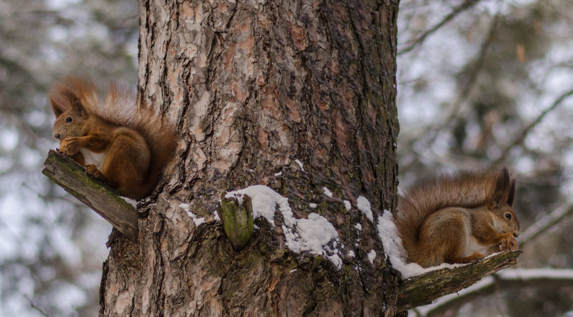 eichhörnchen winter baum rot wolle