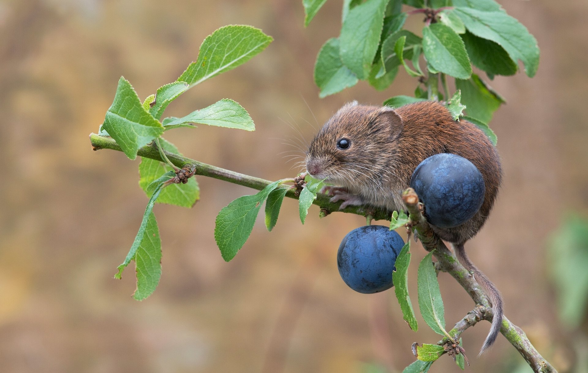 bank vole mouse rodent the turn plum branch