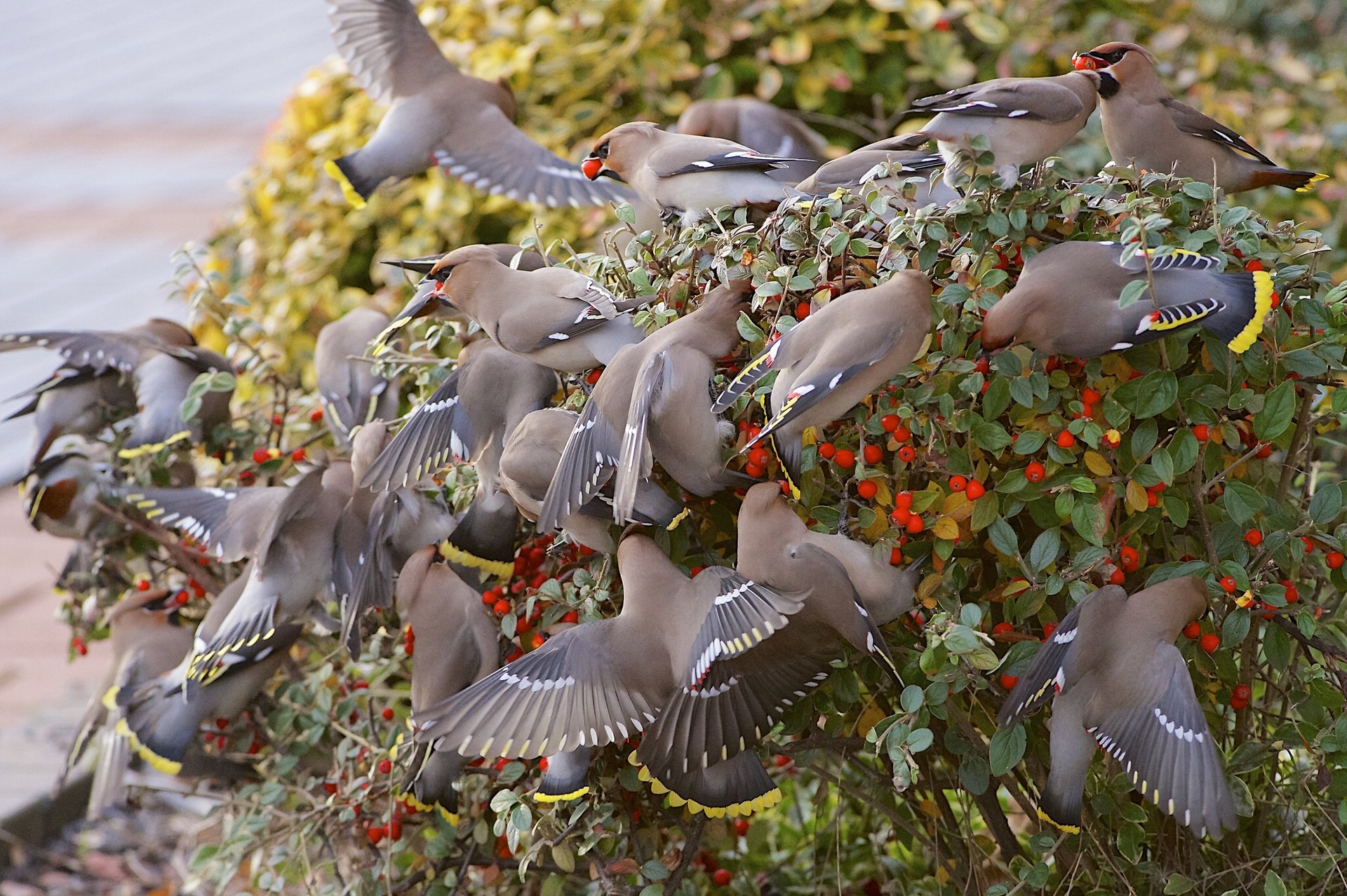 porcs oiseaux troupeau baies buisson