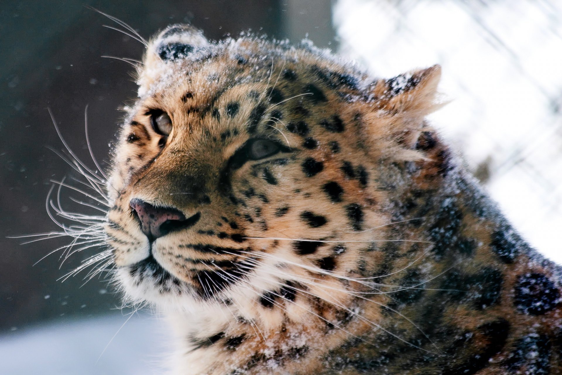 leopardo de amur gato salvaje hocico animales