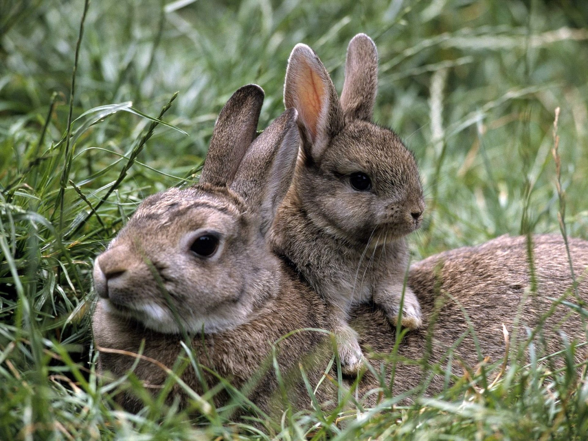 grass rabbits rabbit bunny