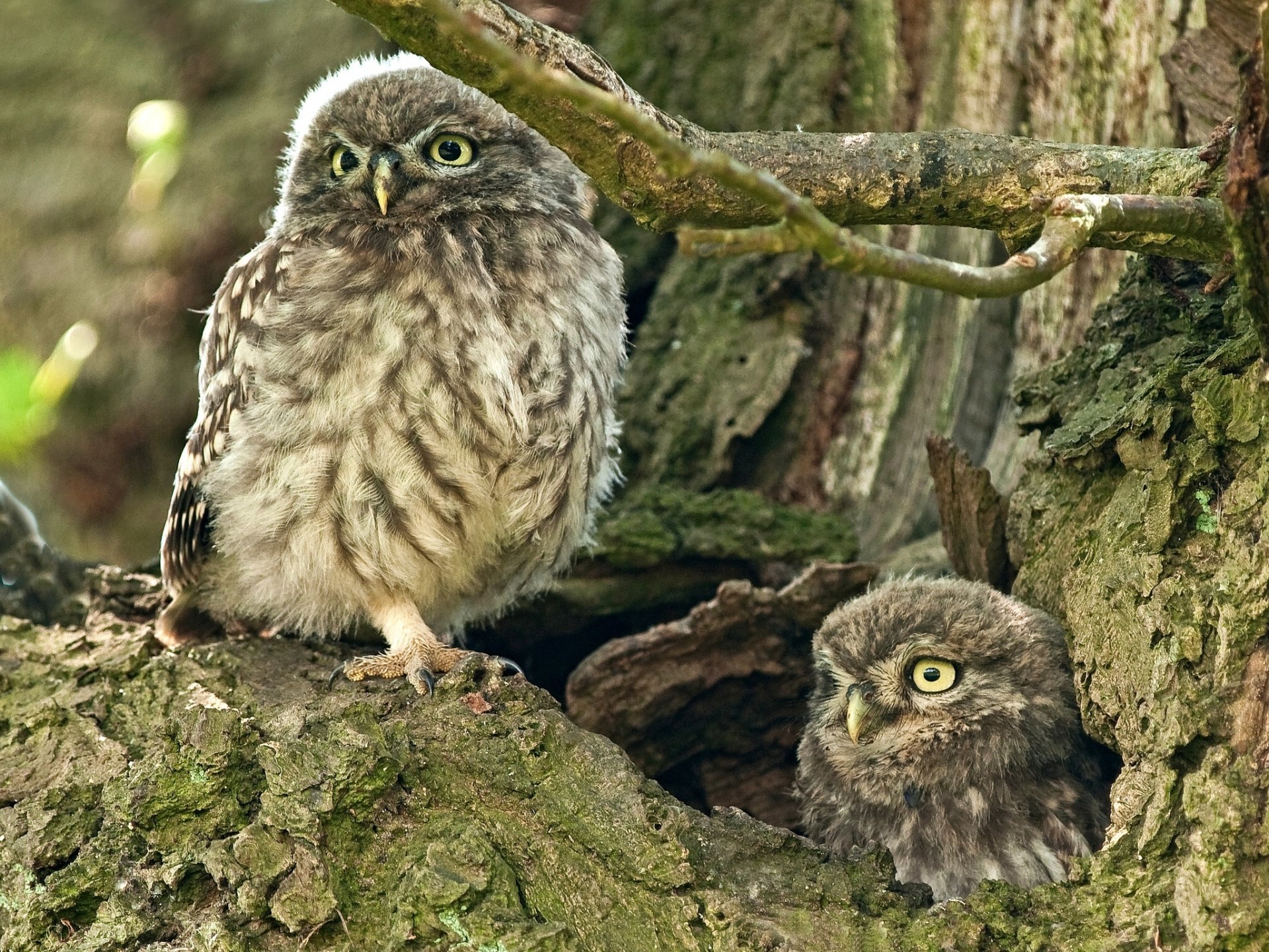 hauskeule eulen baum mulde