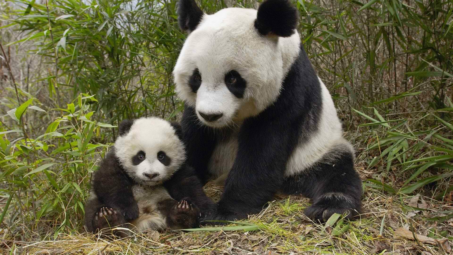 china panda bär bär bär bambus