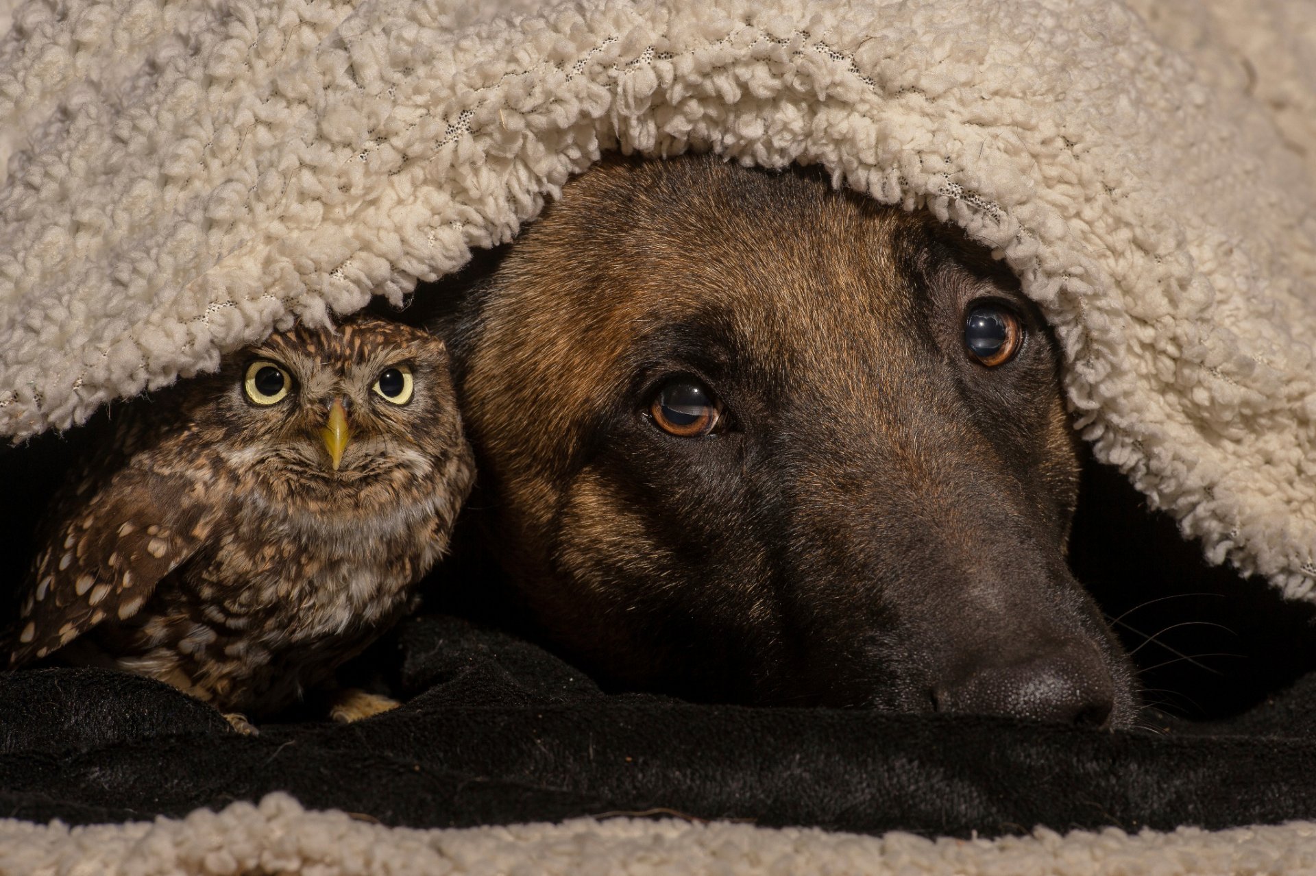 chien hibou oiseau amis