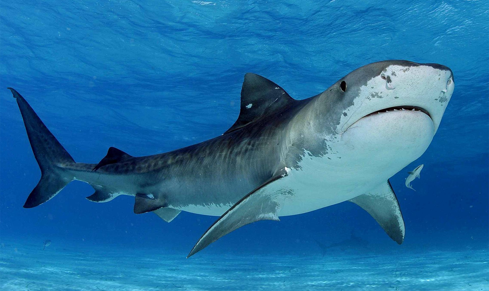 tiburón mar depredador agua