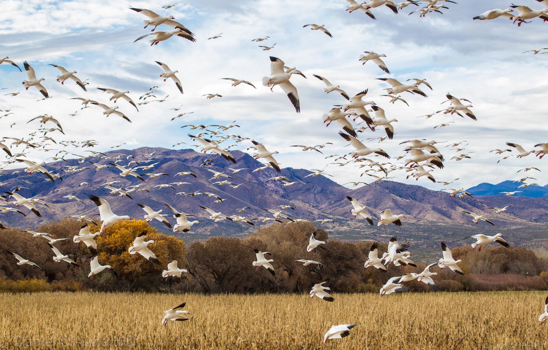 birds article goose duck nature the field sky