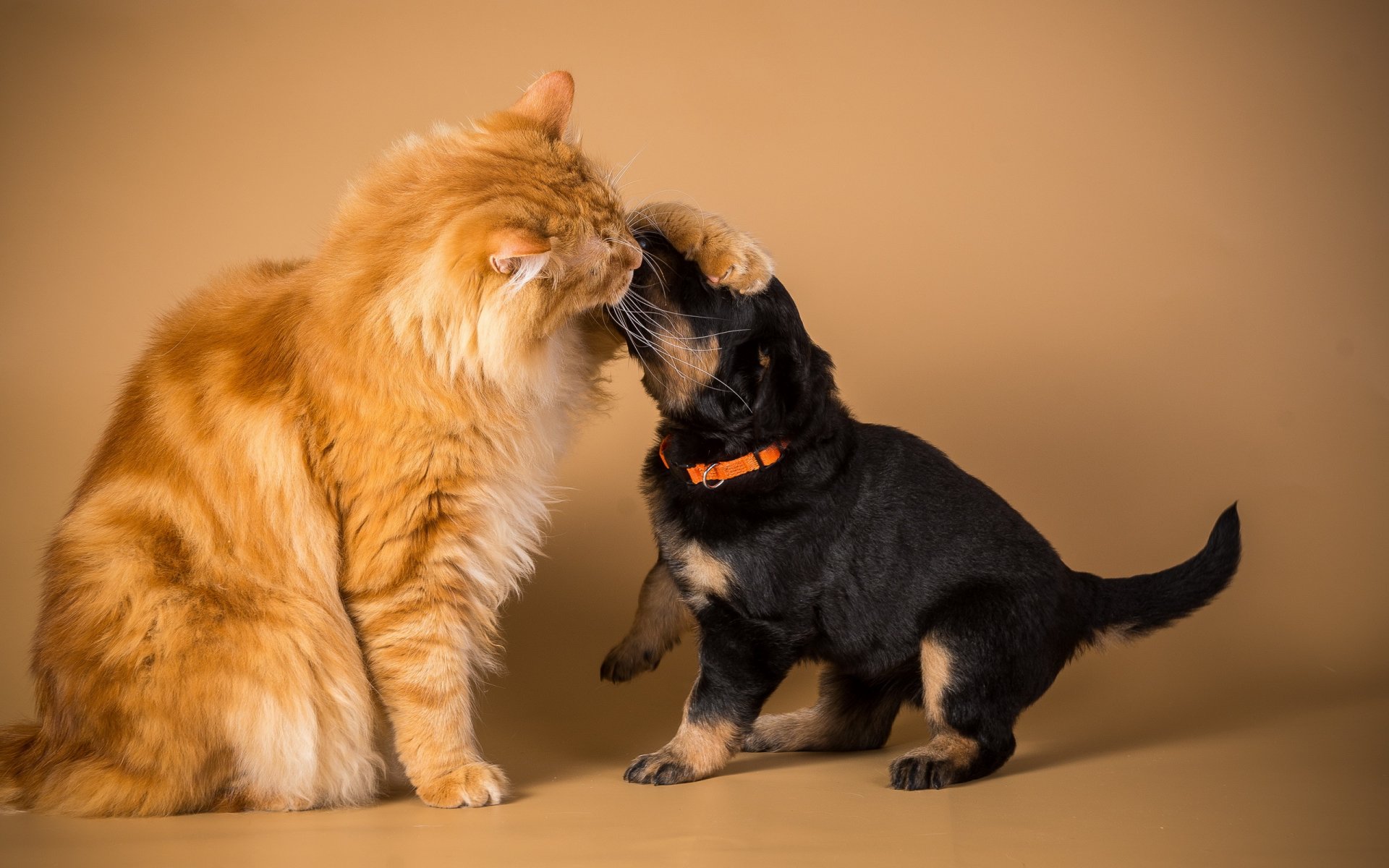 chat chien amitié