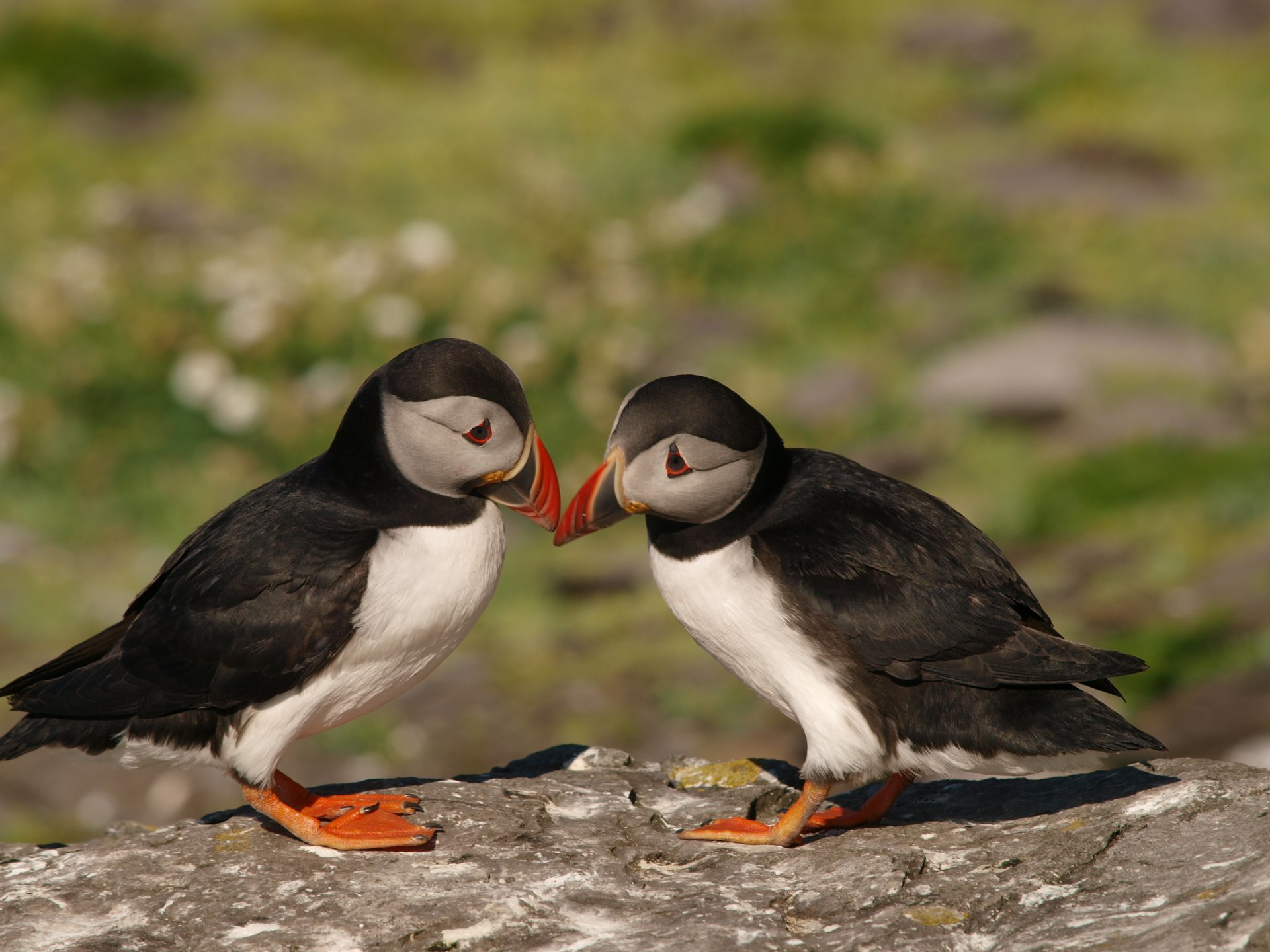 pájaros frailecillos frailecillo pareja fondo desenfoque piedra roca