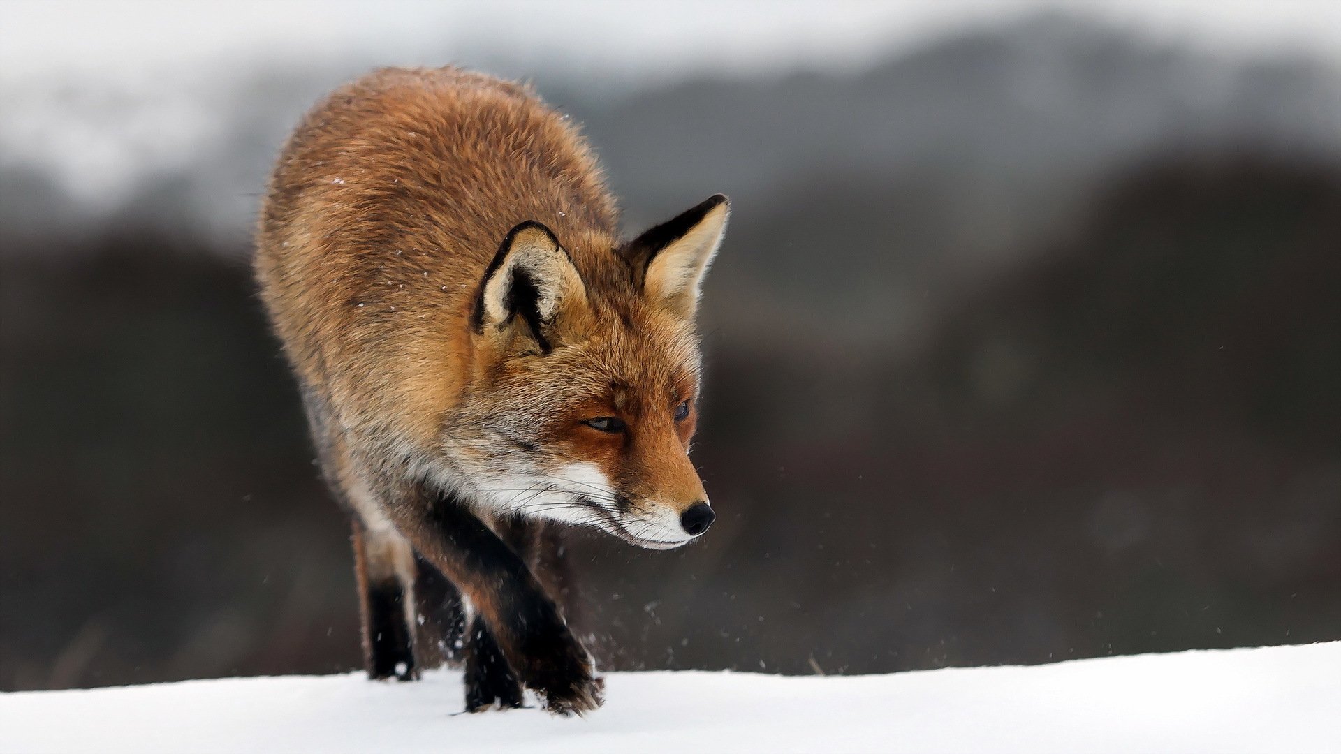 fox nature winter