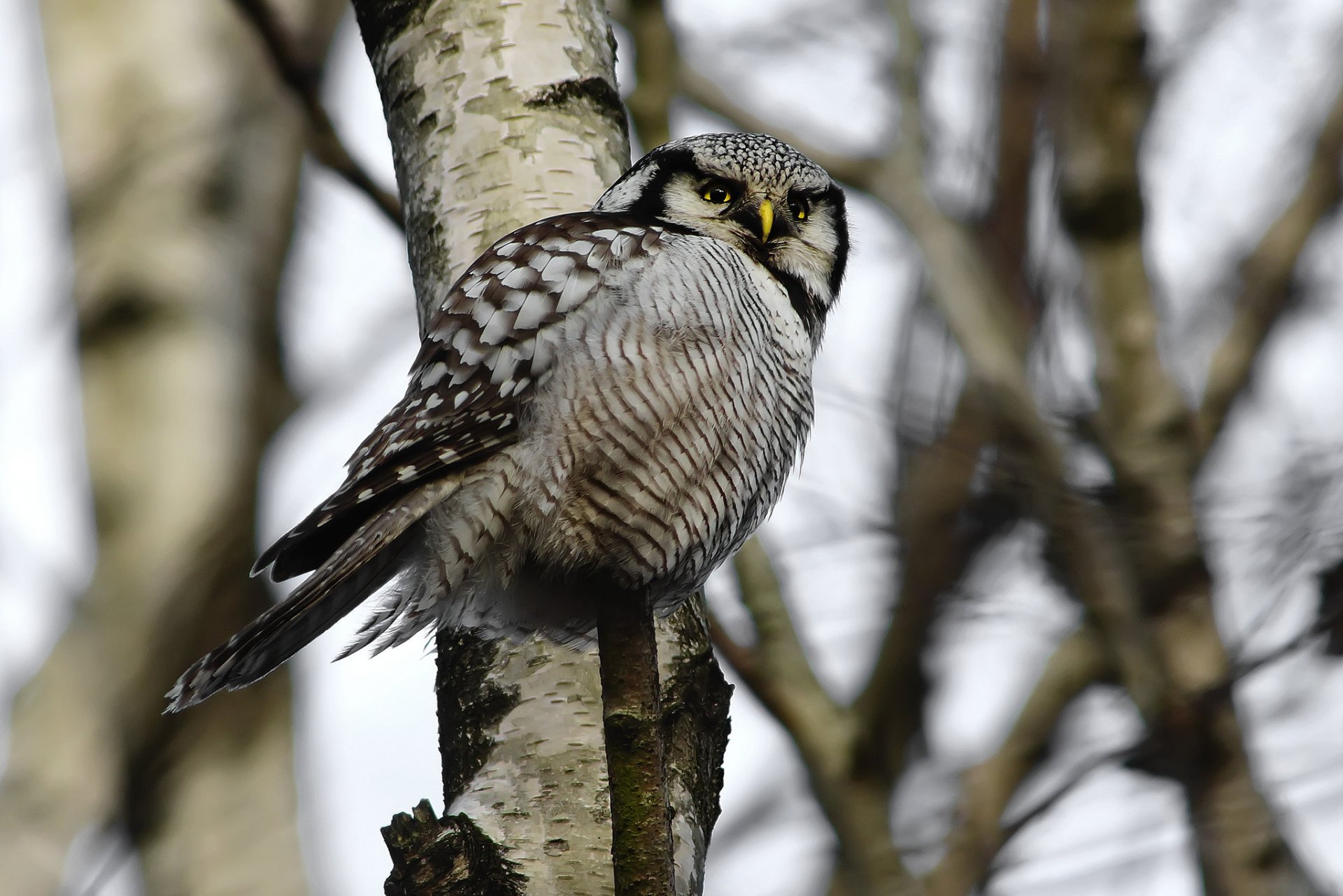 owl hawk poultry view forest tree branche