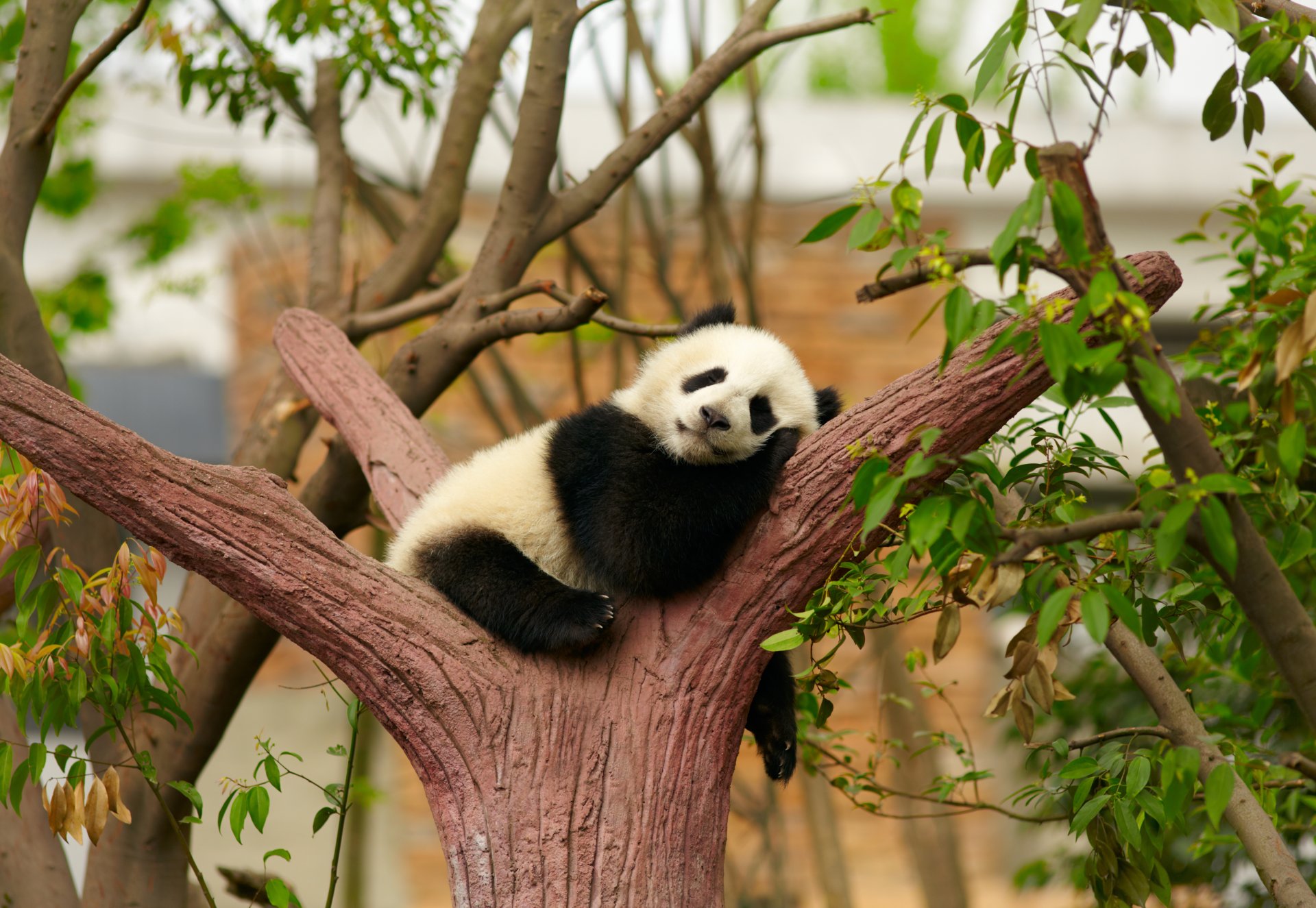 panda ours en peluche sommeil repos dormir arbre