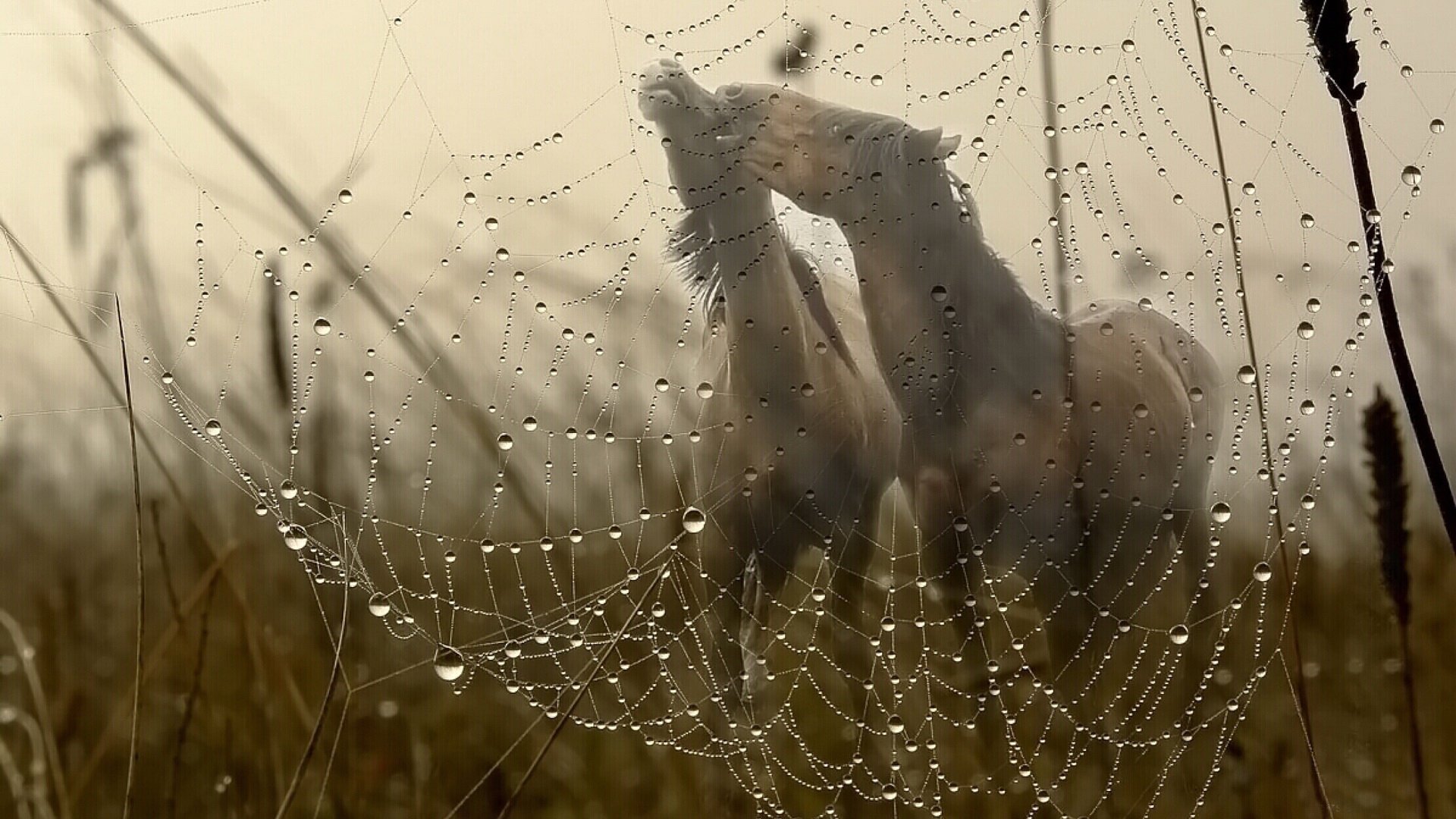 chevaux couple crinière herbe champ brouillard poutine gouttes rosée eau