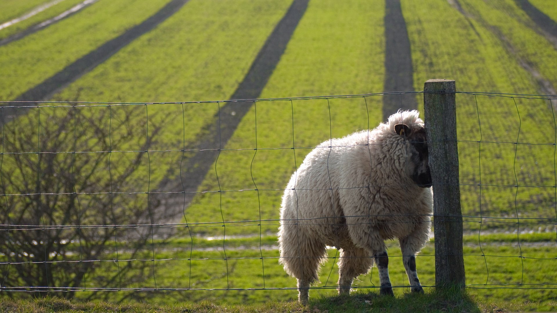 nice sweat sheep fence sheep field