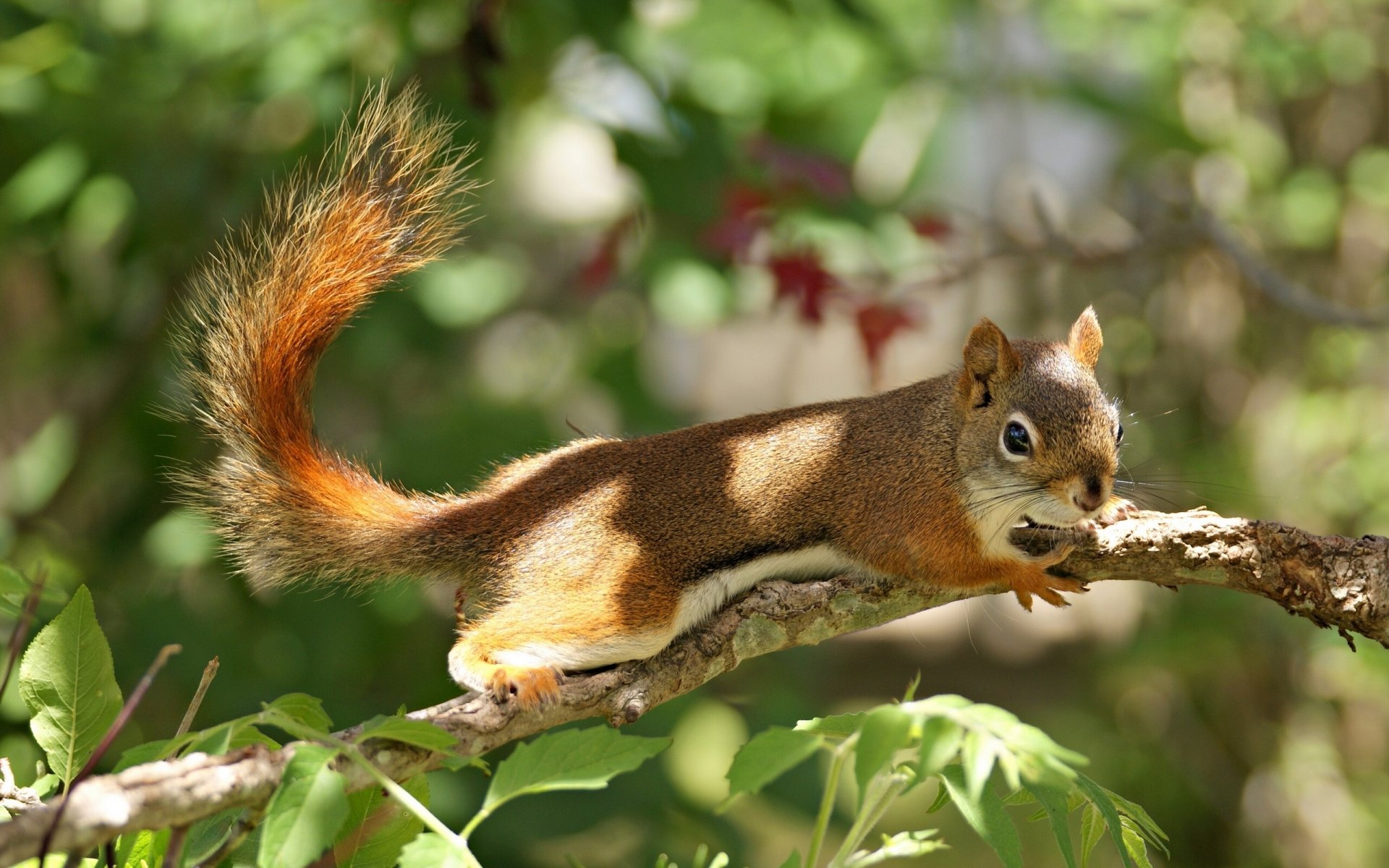 eichhörnchen rotschopf zweig