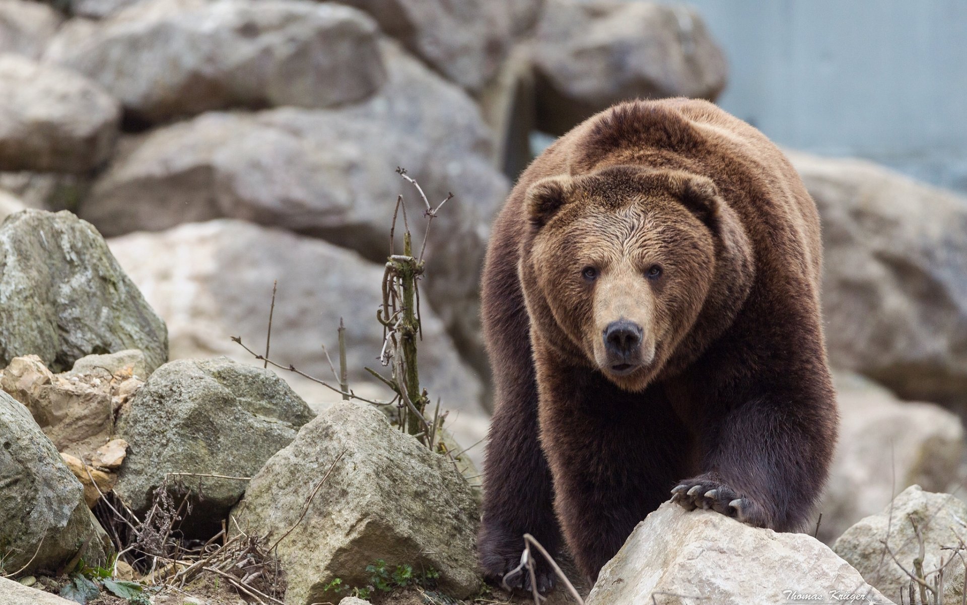 orso vista pietre