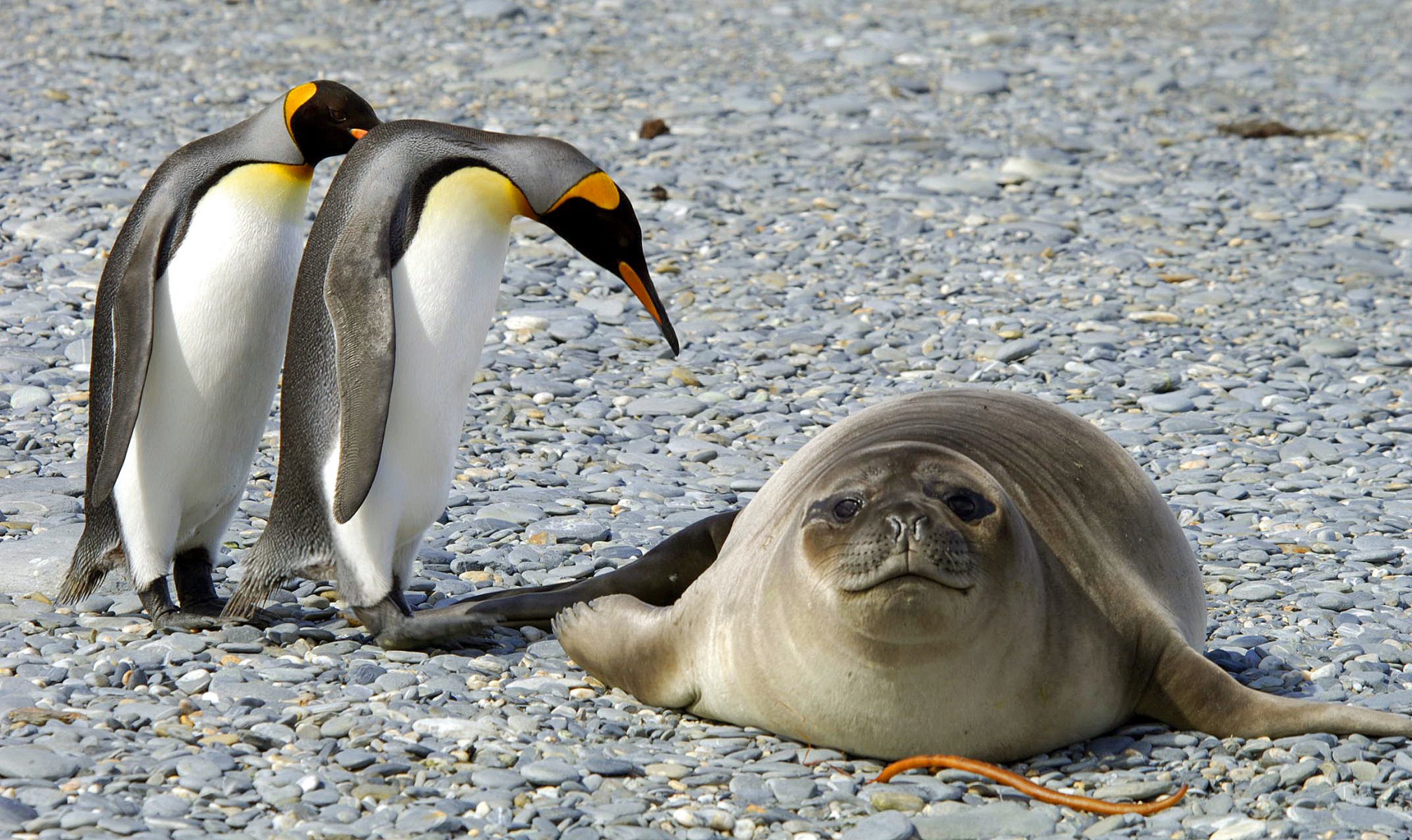 antarktis pinguine natur vögel schnee frost robbe tiere