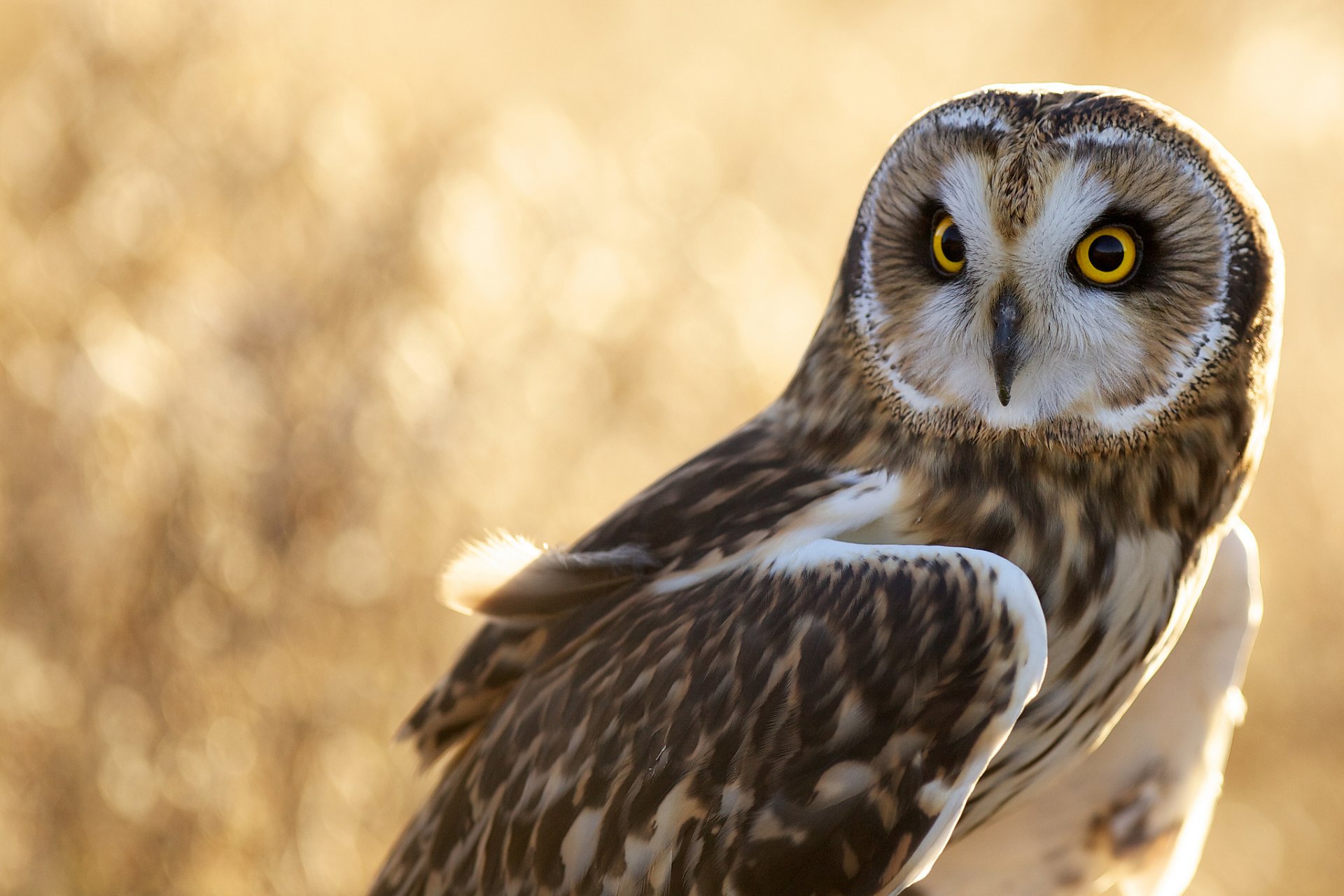 owl poultry feather