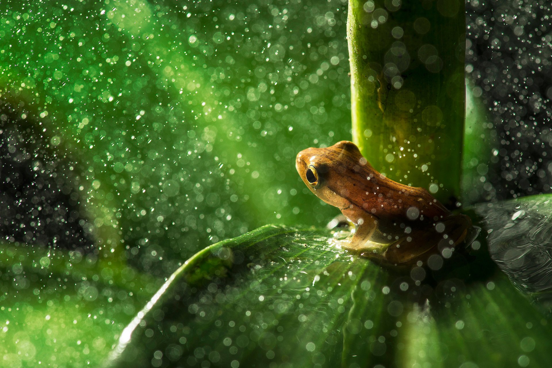 laubfrosch blatt tropfen bokeh