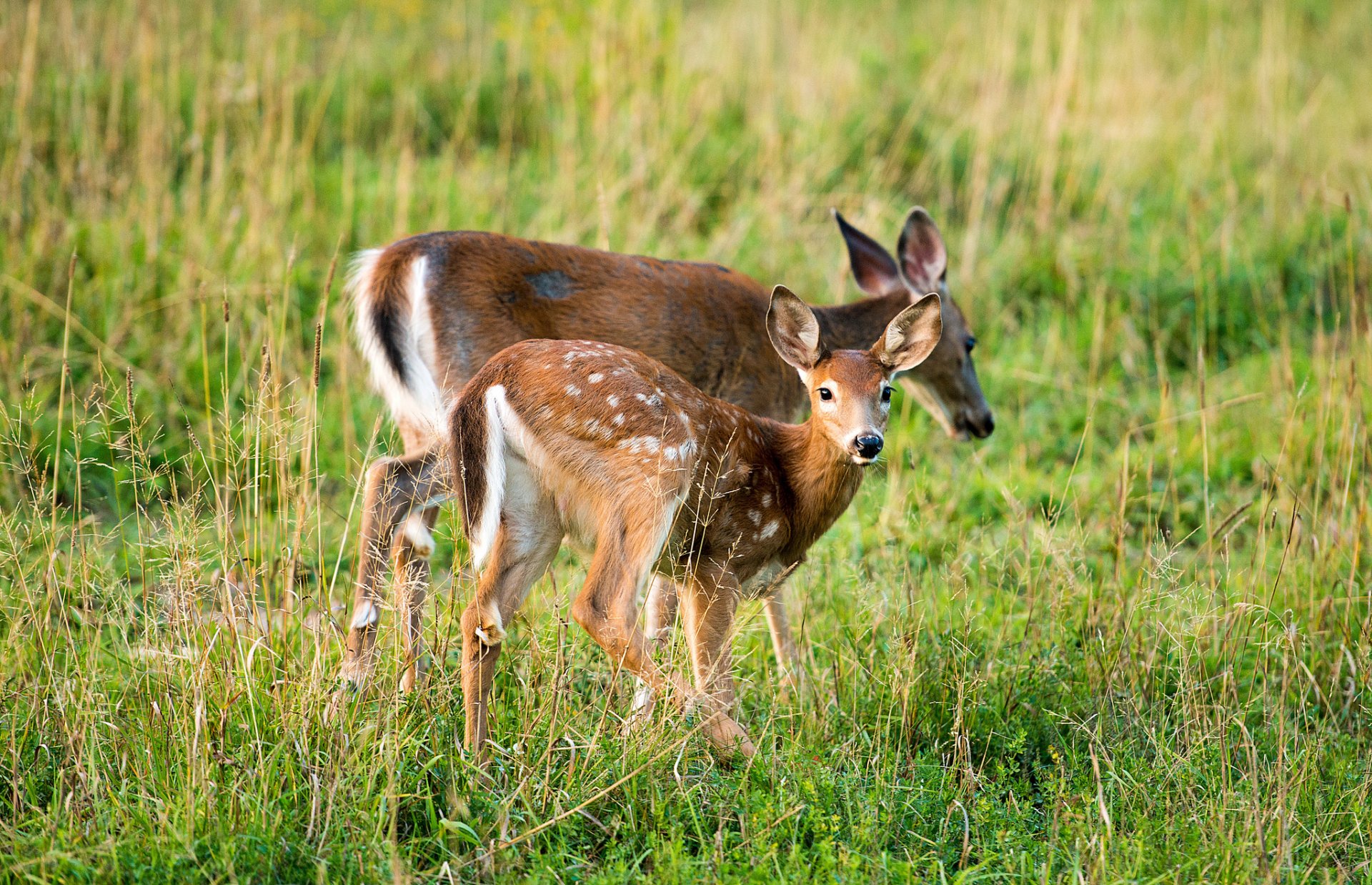 été herbe biche cerf vue