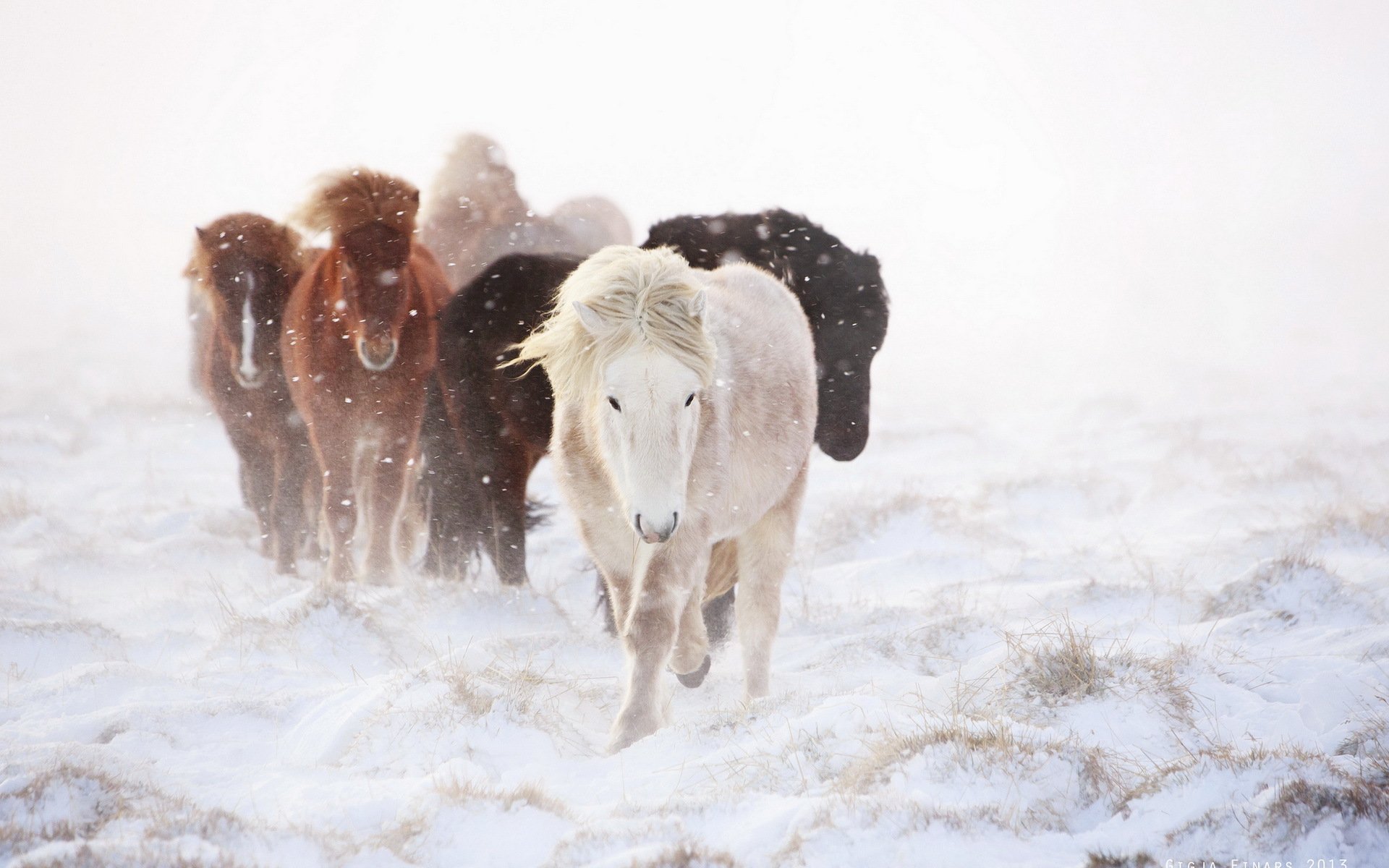 pferde winter schnee