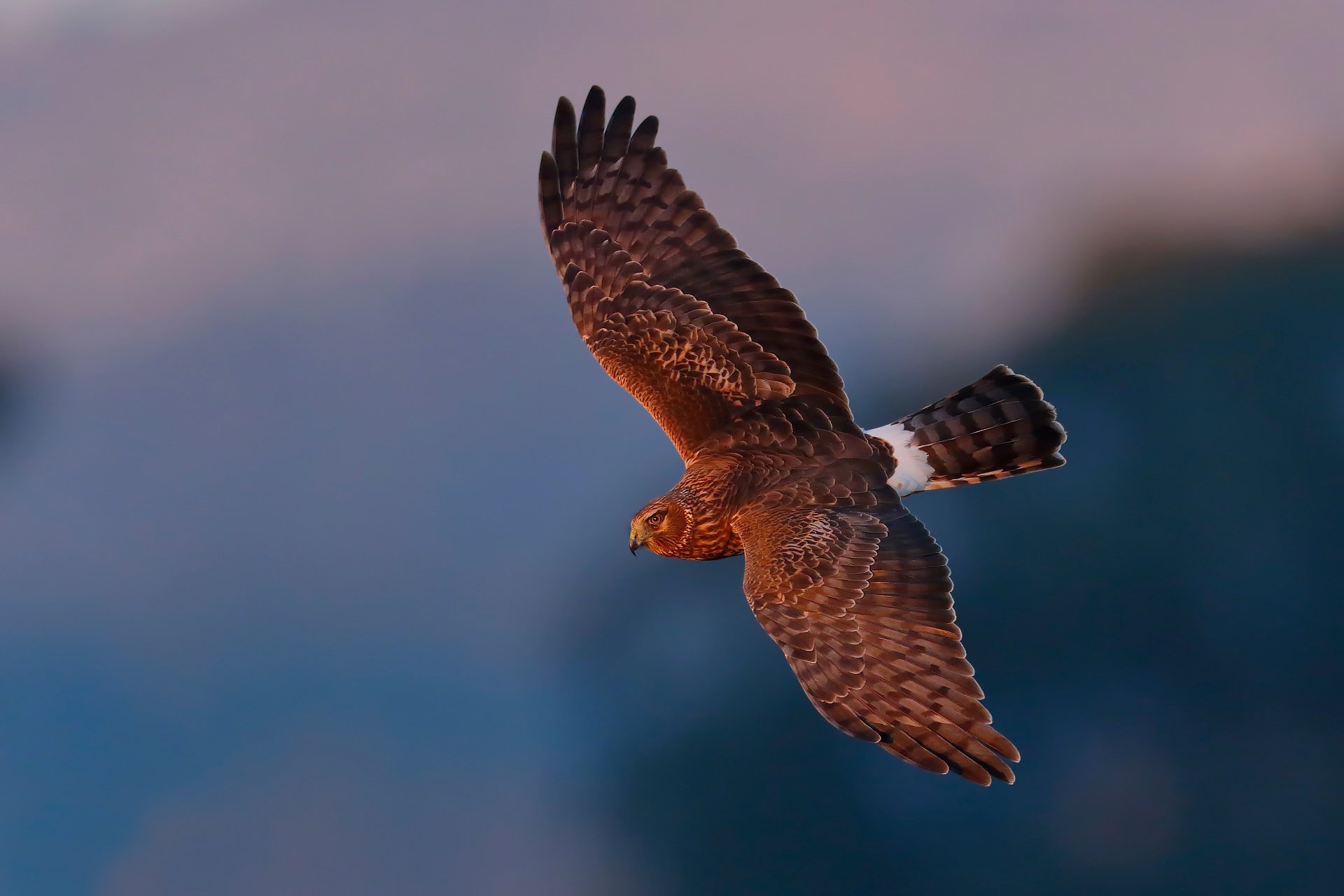 harrier falcon bird harrier