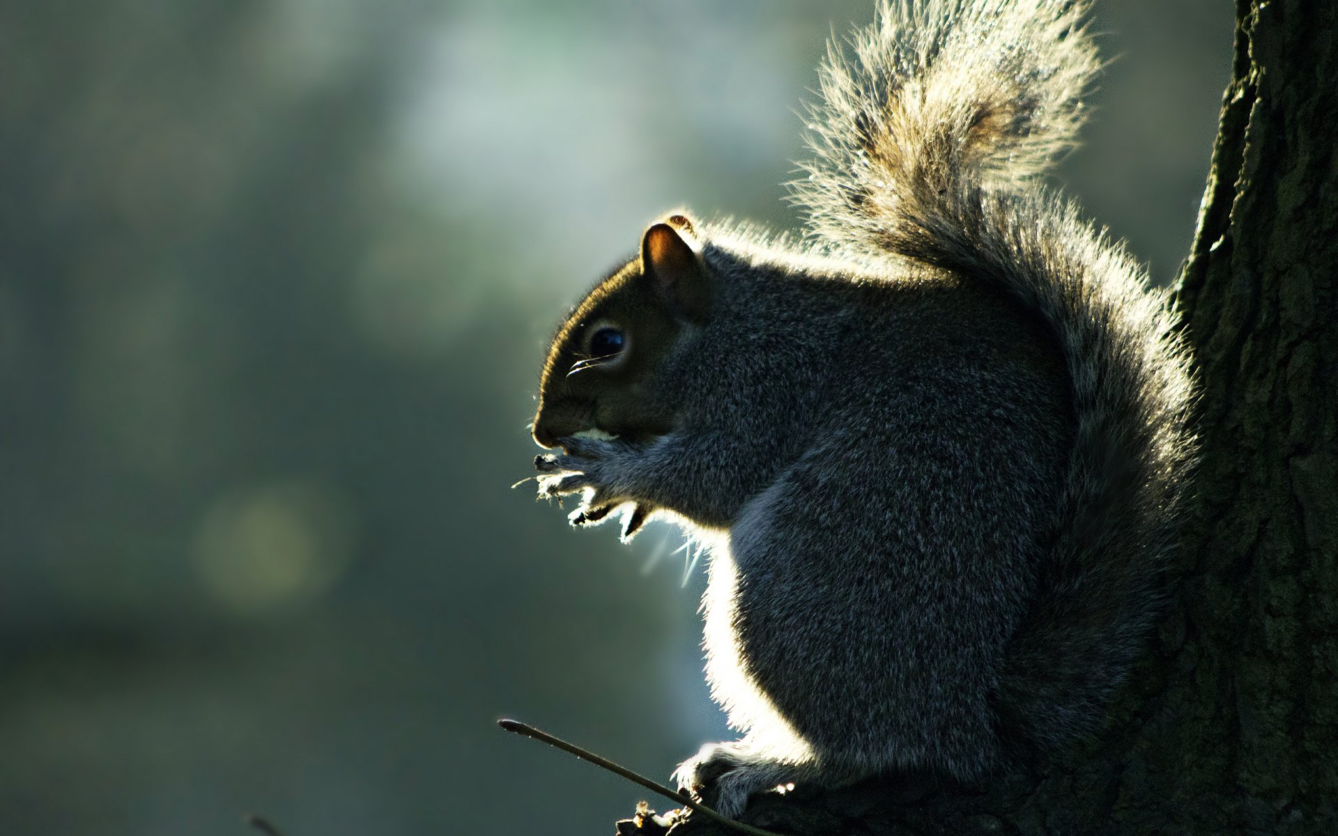 baum stamm eichhörnchen flauschig schwanz