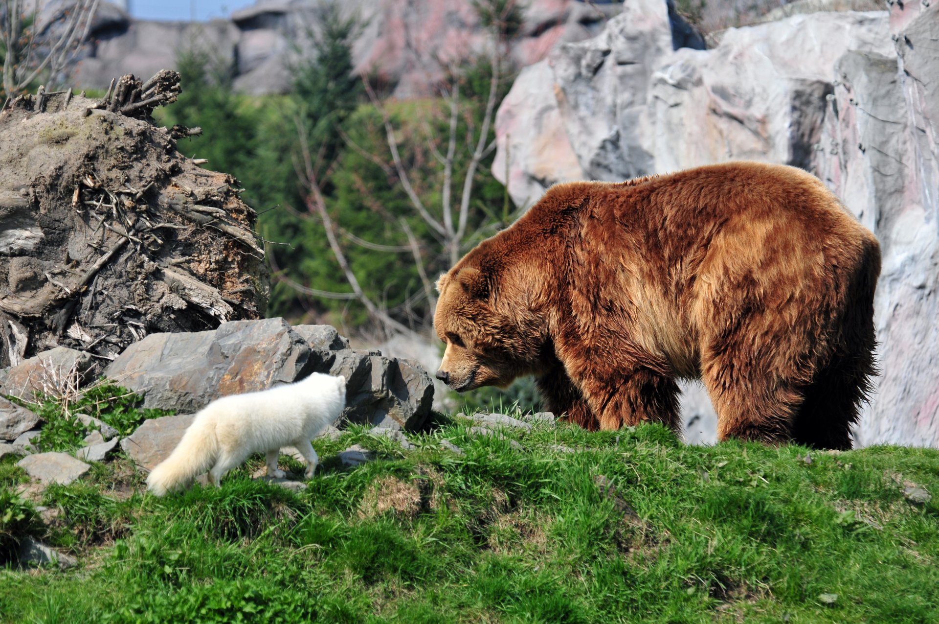 bär teddybär profil gras steine polarfuchs