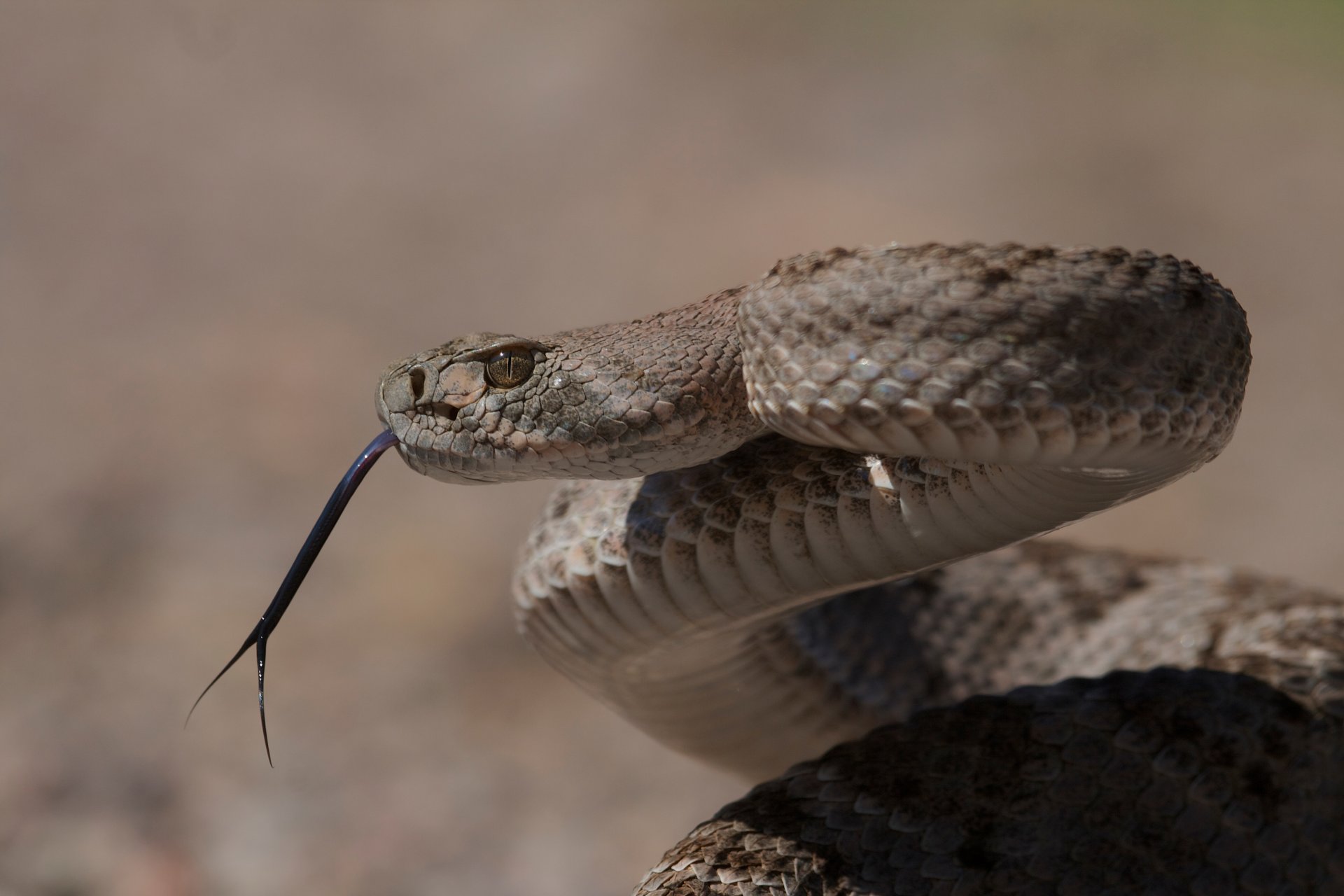 западная diamondback техасский гремучник змея ядовитая