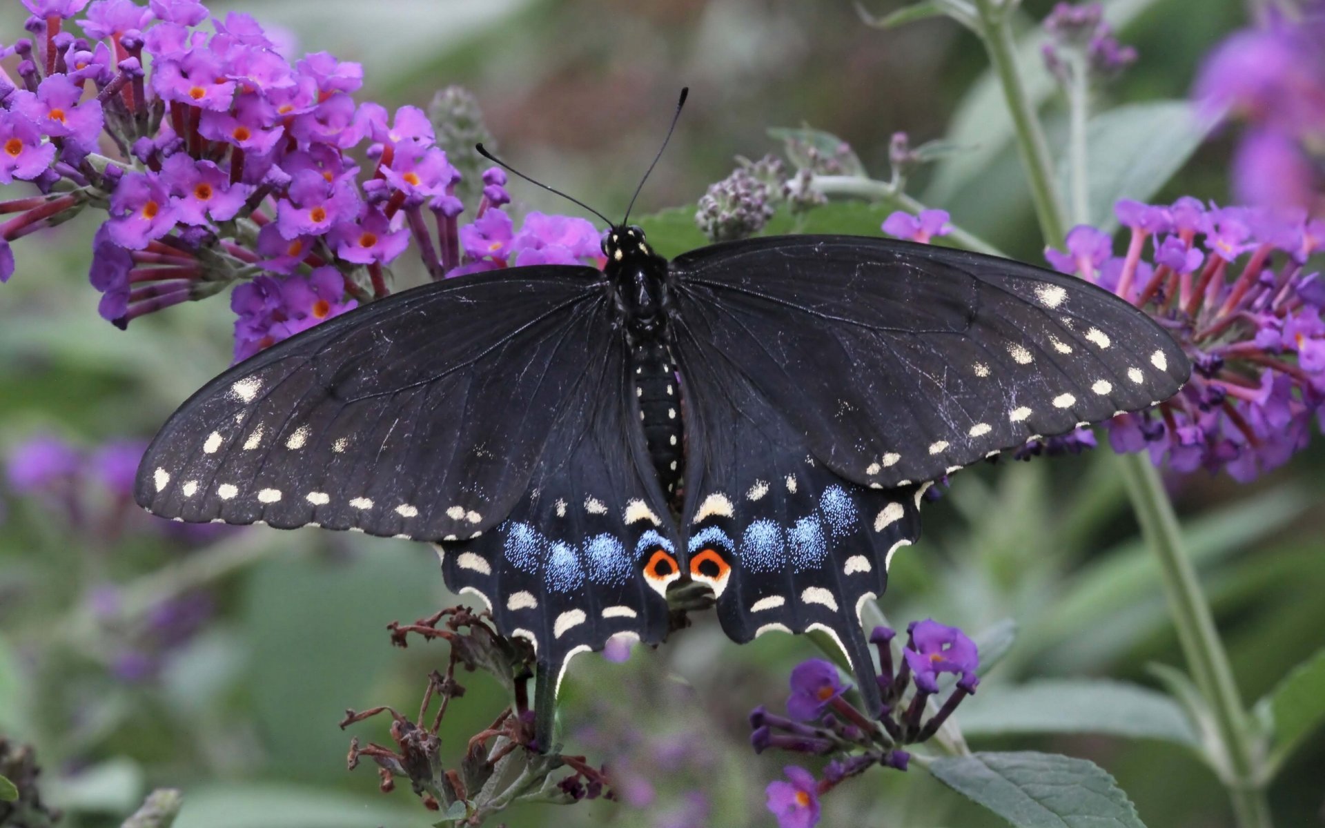 motyl żaglówka polyxena makro