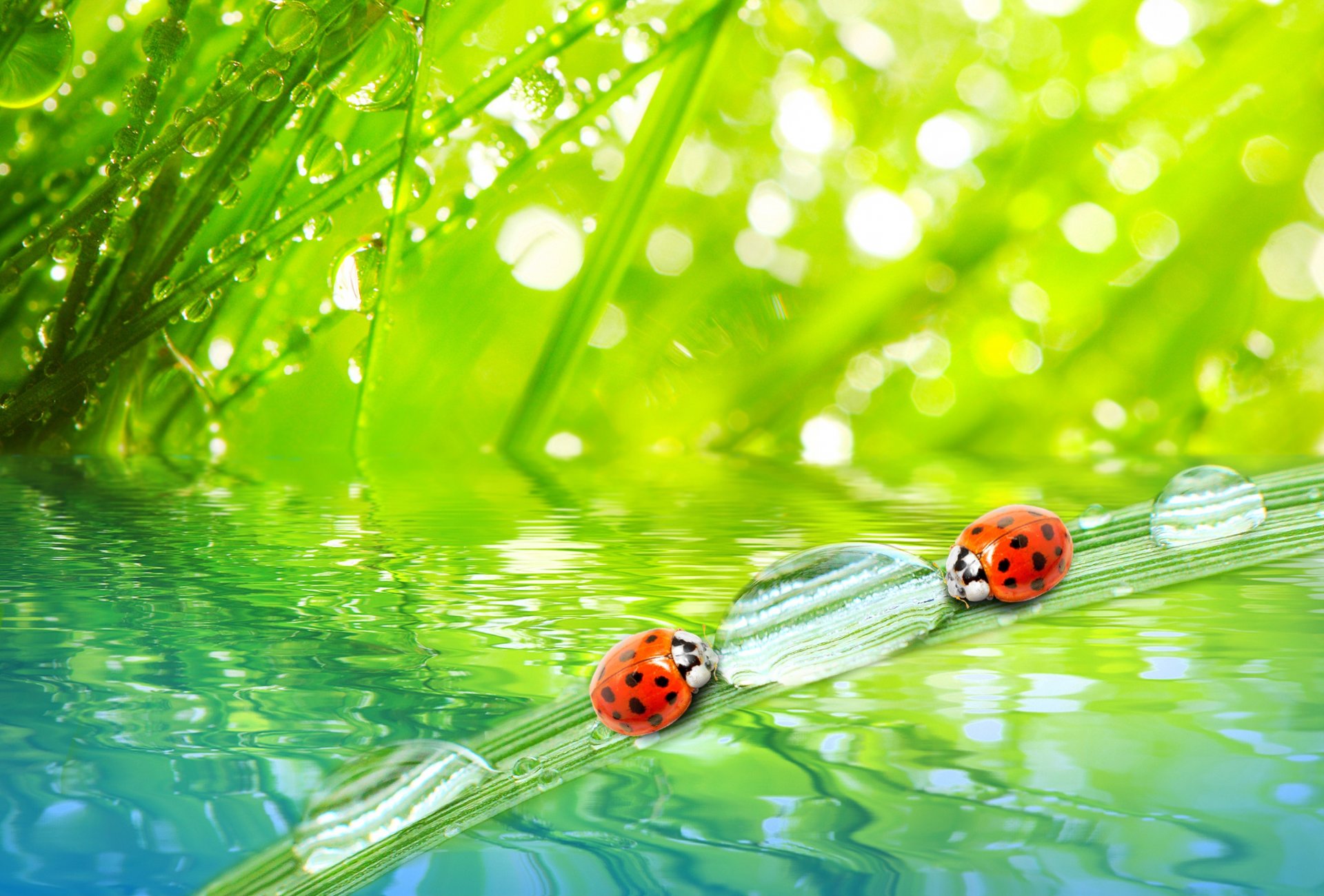 nature macro matin herbe rosée gouttes eau coccinelles macro matin gouttes de rosée