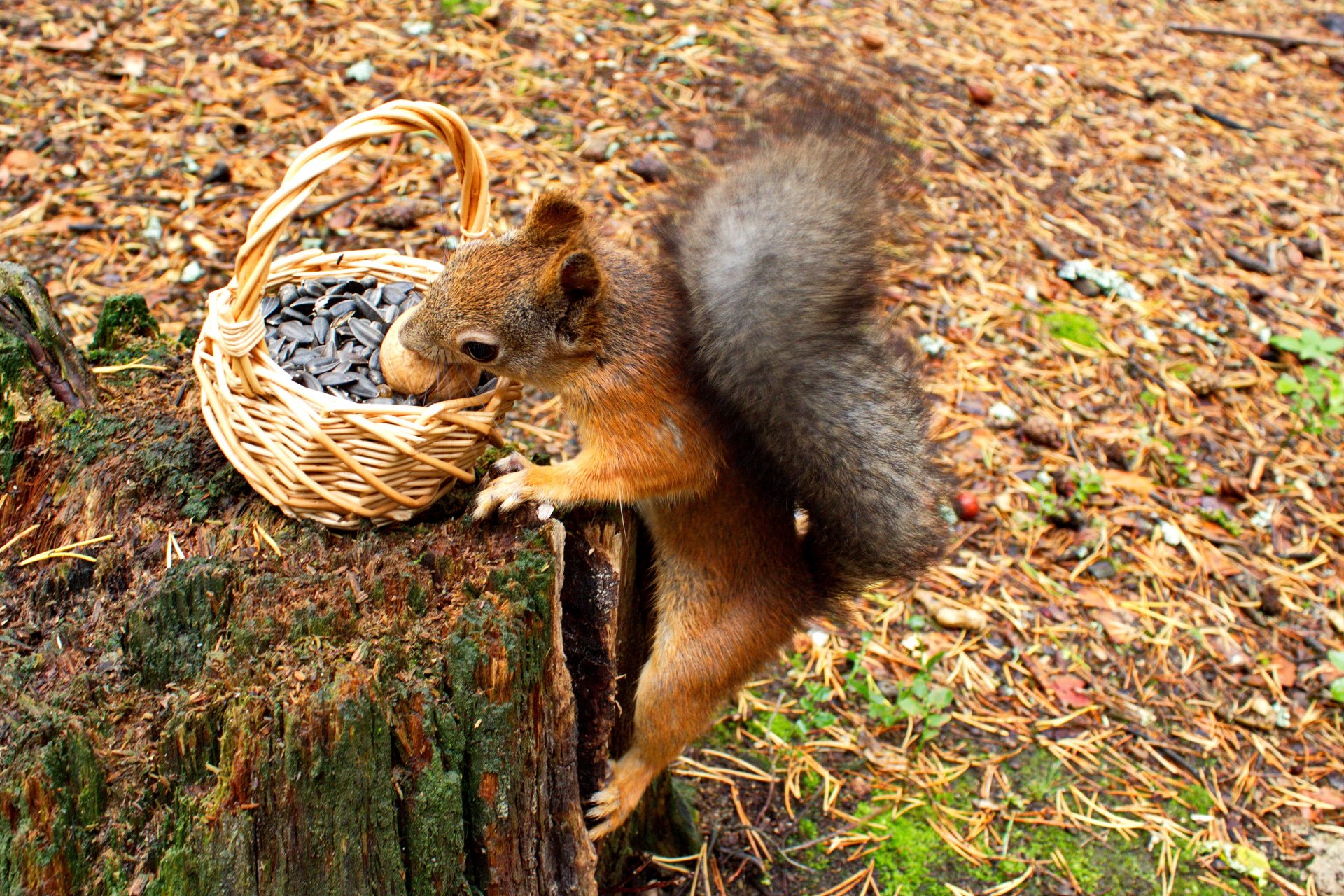 scoiattolo cesto noce semi autunno ceppo roditore animali natura aghi di pino