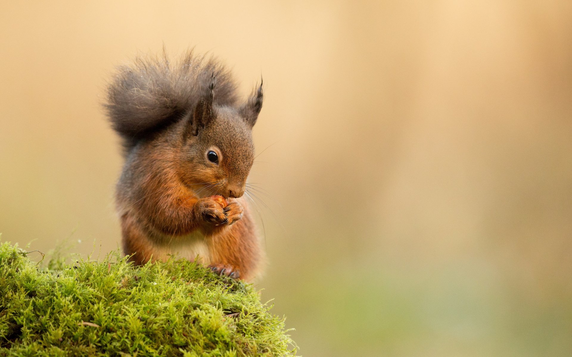 moss protein walnut food