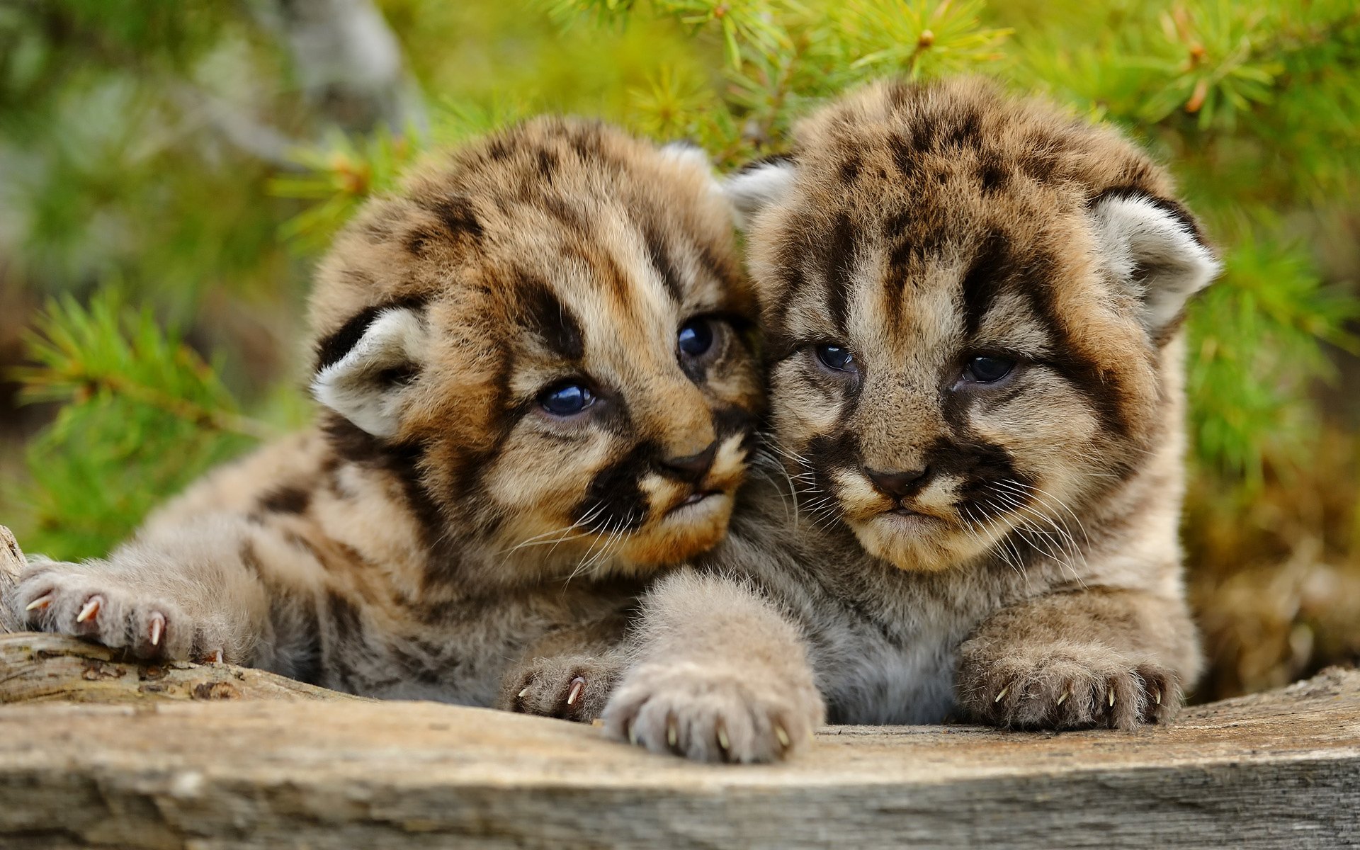 puma berglöwe cougar kleine