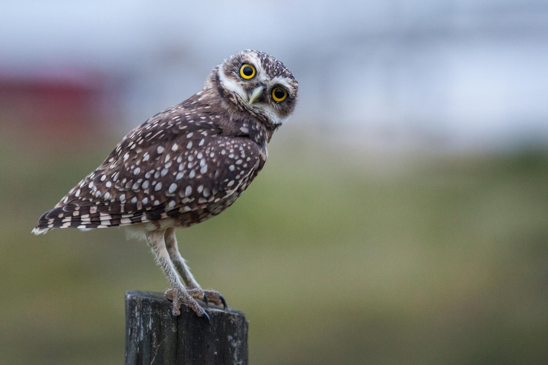 owl view bokeh