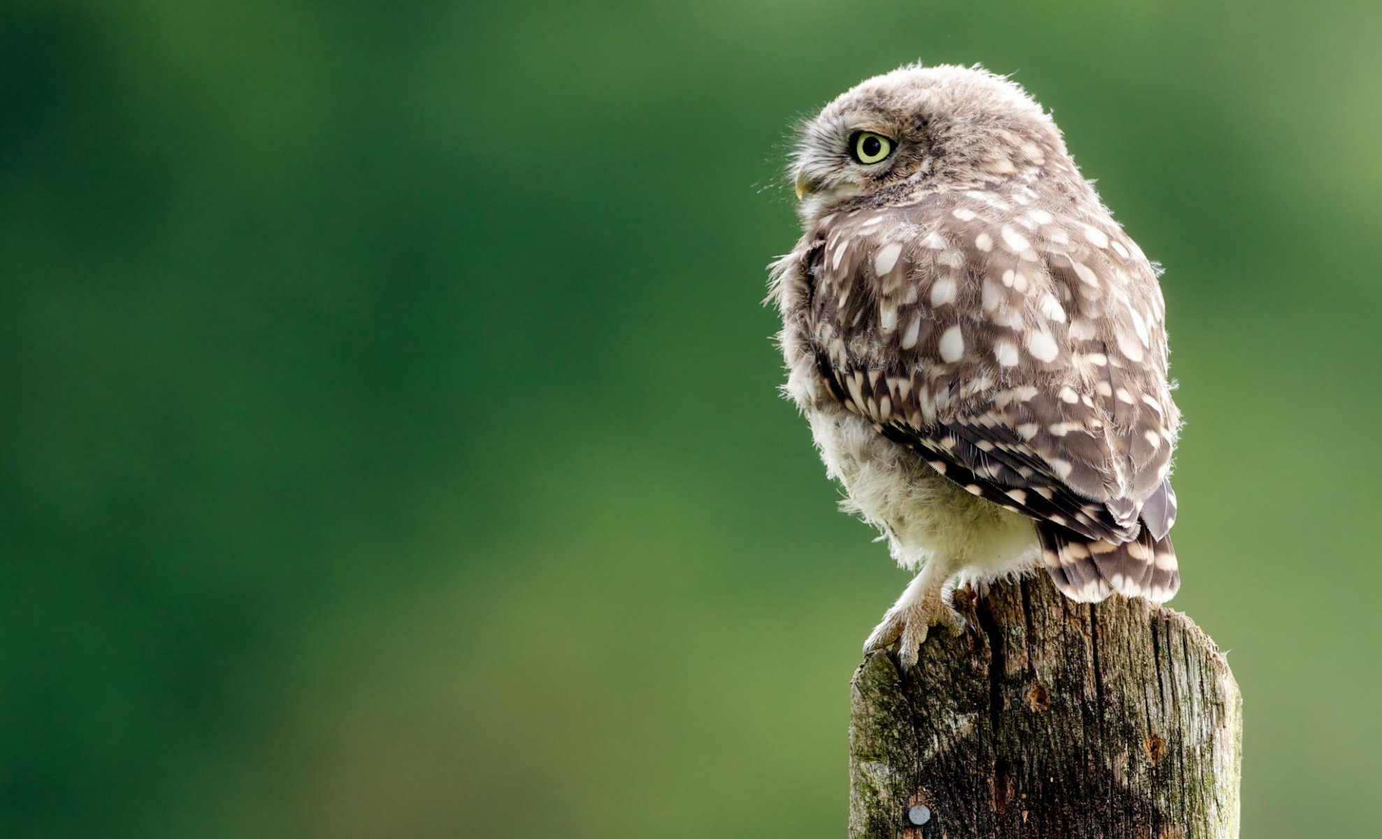 owl view background