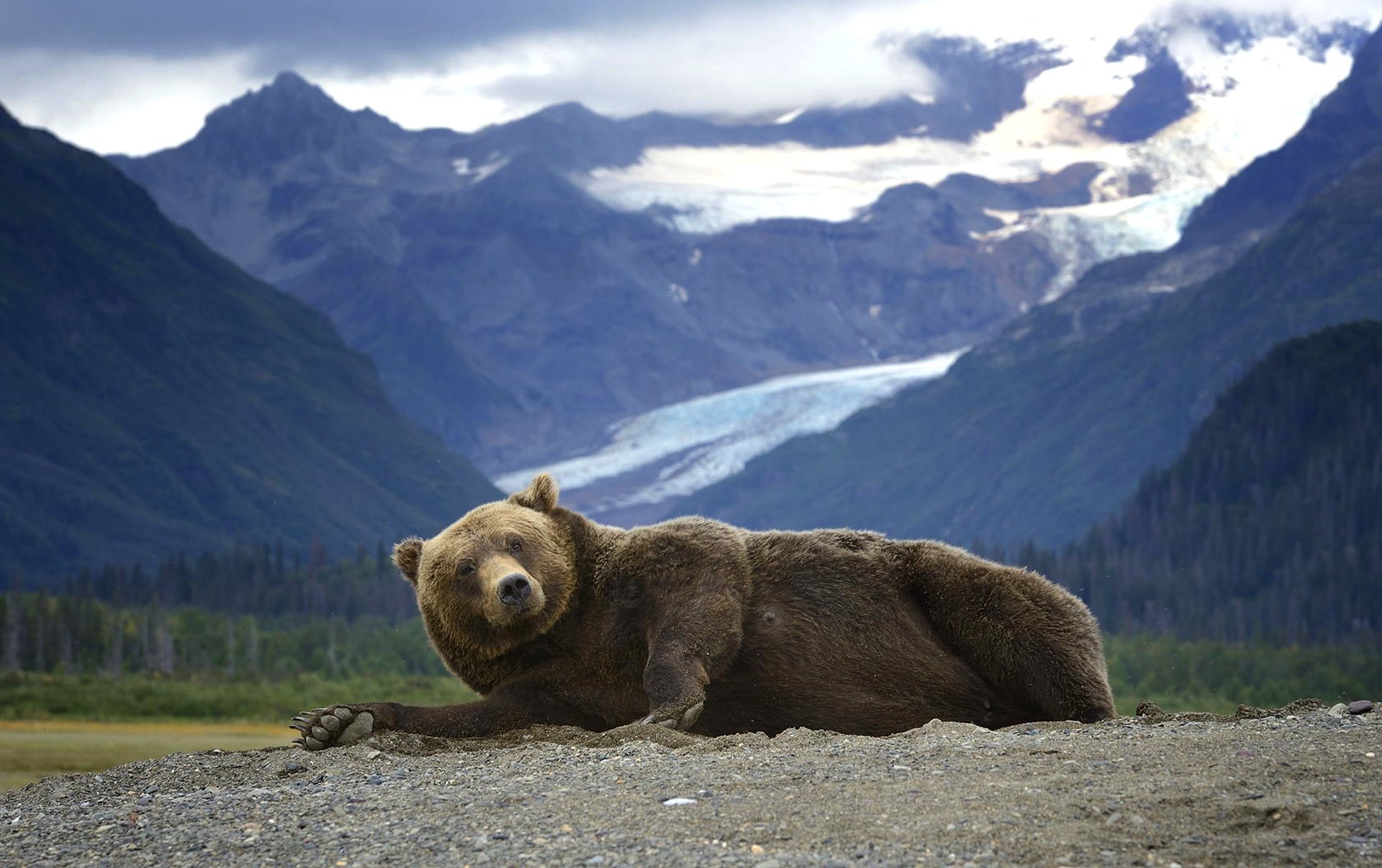 bär grizzly raubtier liegt berge alaska