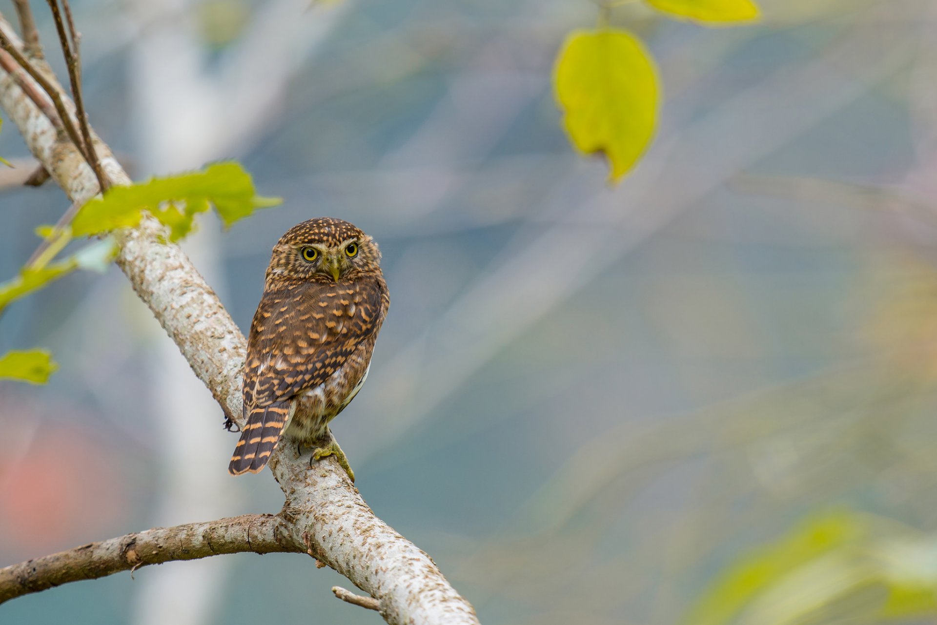 zweig blätter vogel eule