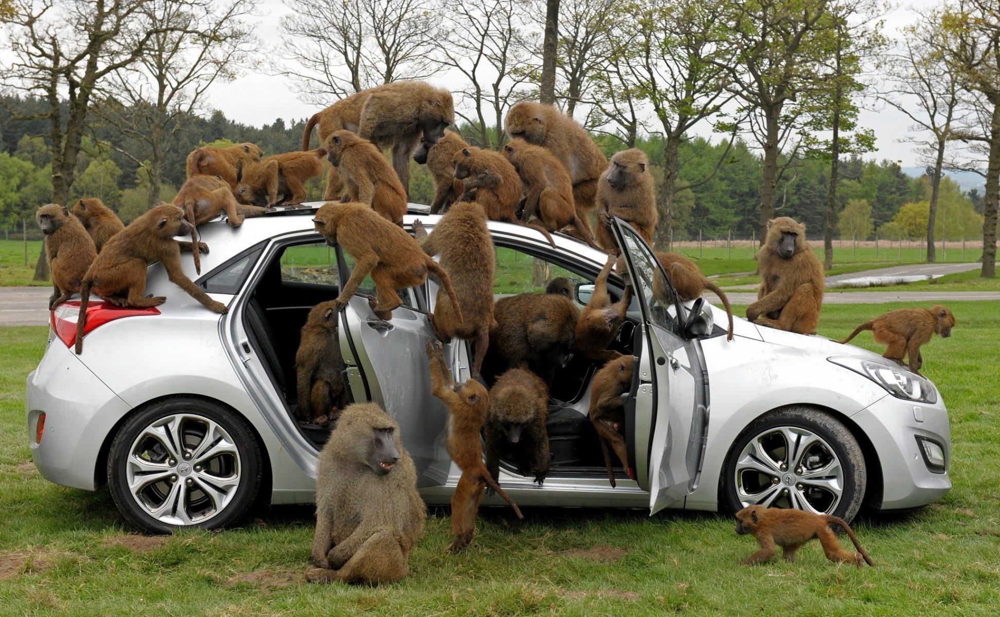 babouins voiture arbres