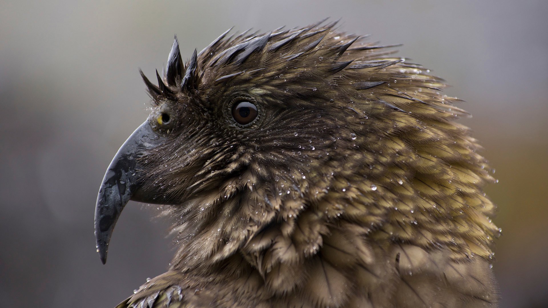 kea pappagallo alpino macro goccioline nestora notabilis nuova zelanda specie in via di estinzione