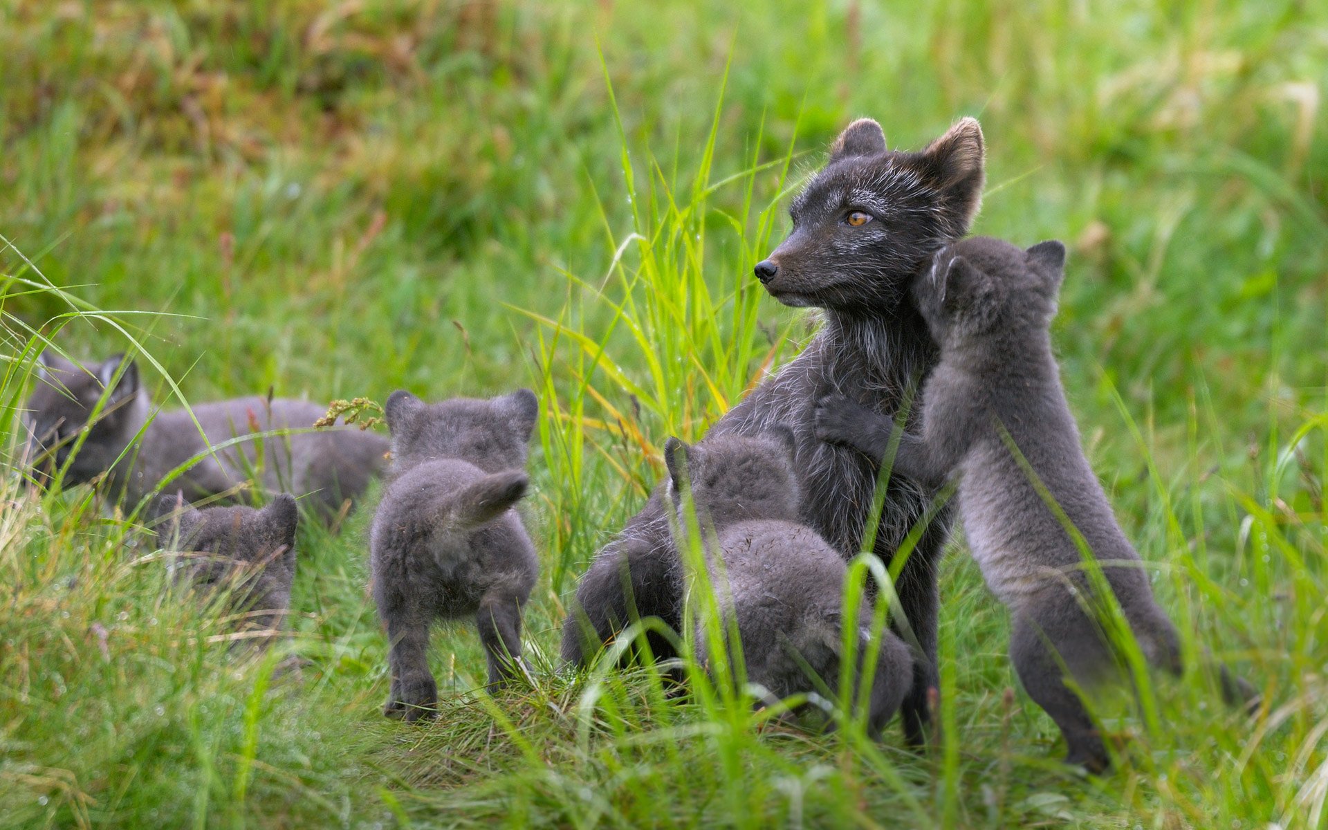 finland lapland polar fox arctic fox summer simeystvo