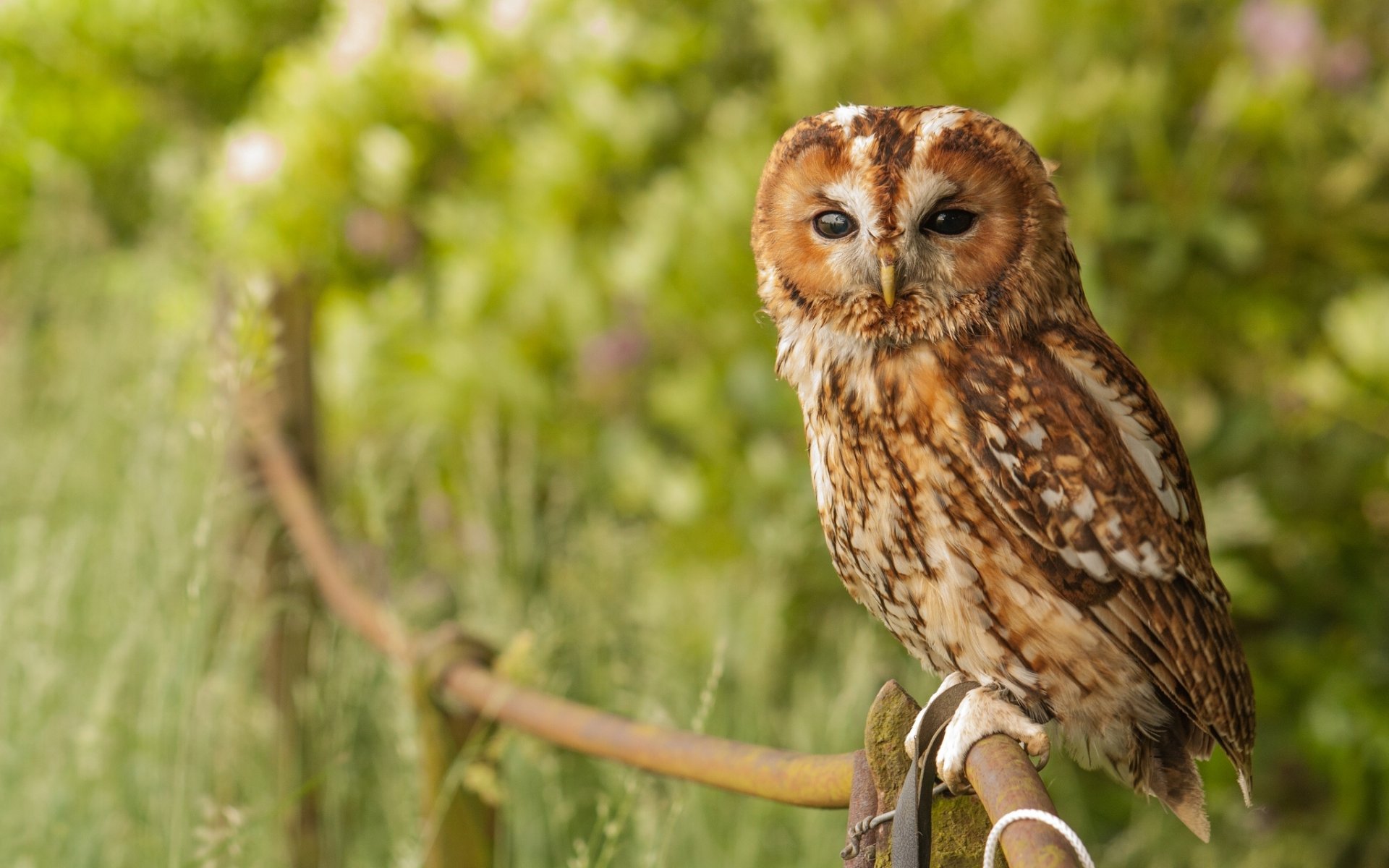 grey owl owl poultry