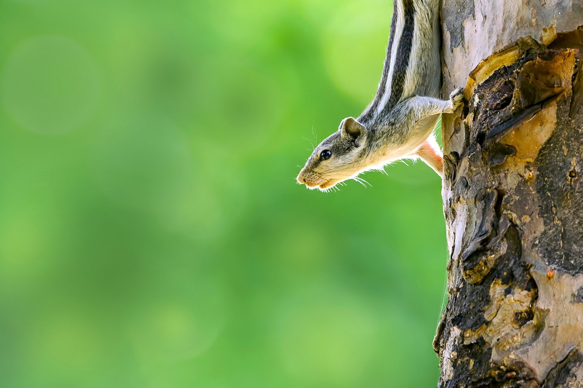 chipmunk eichhörnchen baum