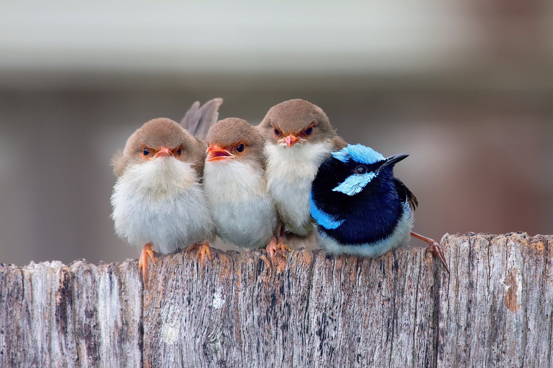 moineau beau malur peint poussins mâle