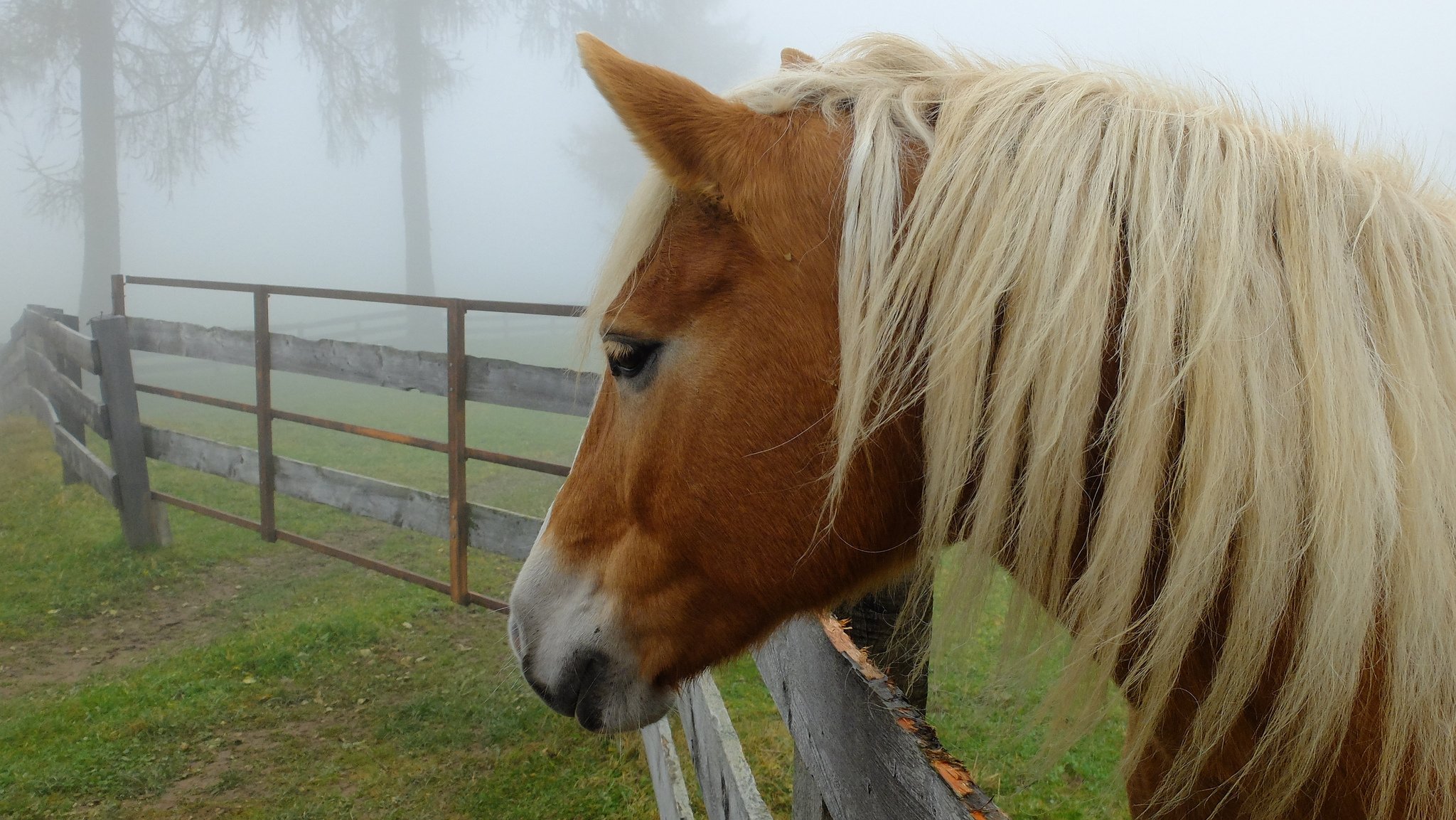 recinzione alberi nebbia cavallo criniera profilo