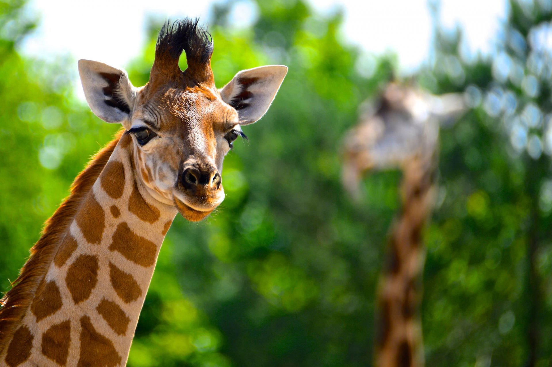 girafe fond vue