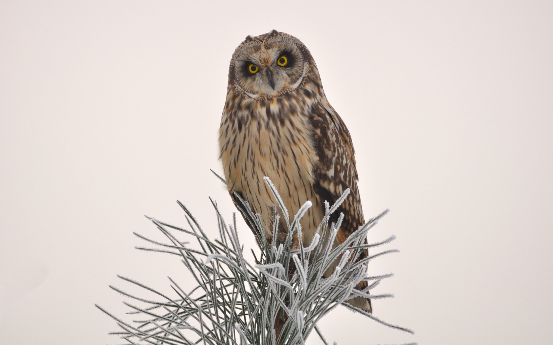 pájaro búho árbol agujas agujas nieve